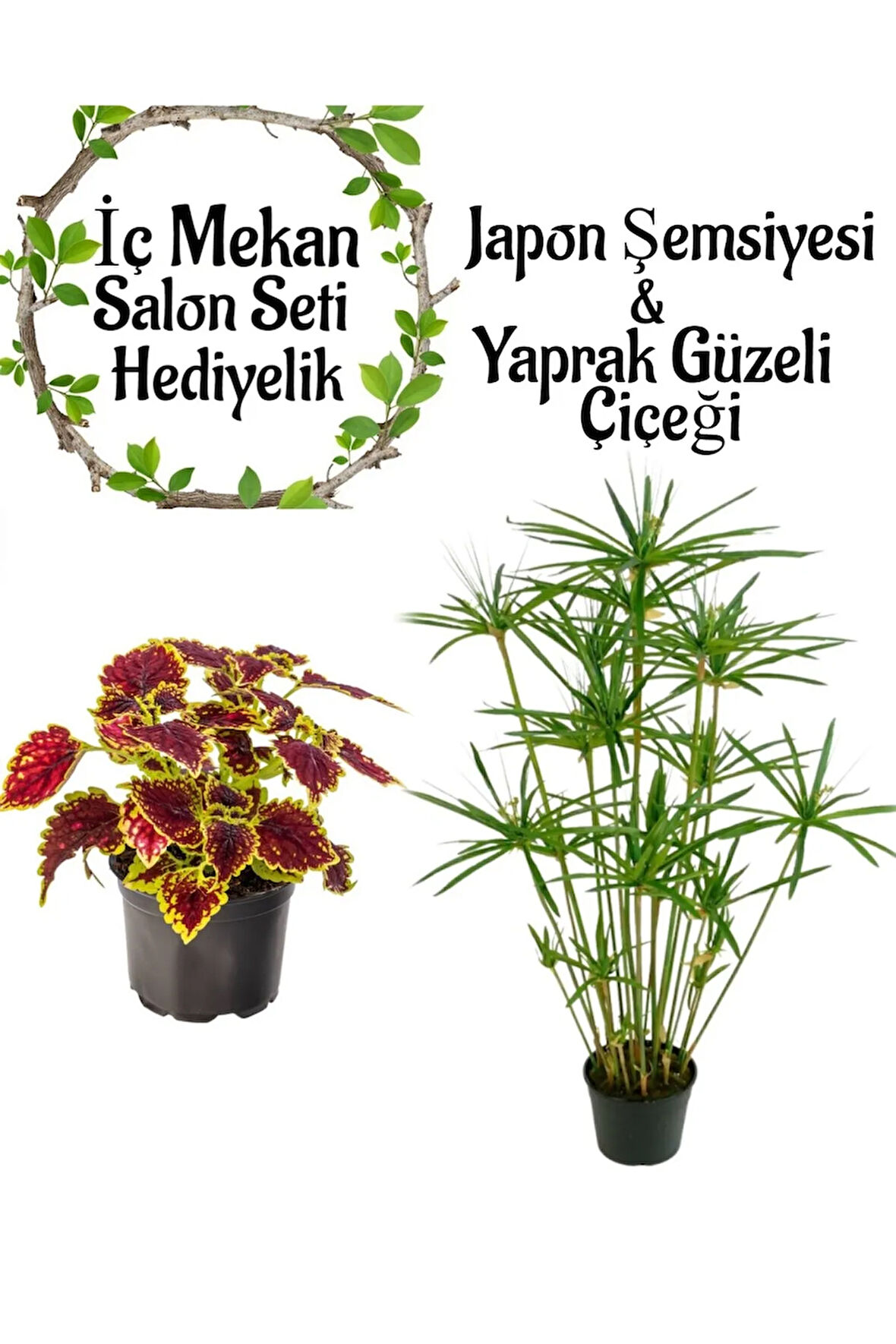 Japon Şemsiyesi (40-60cm)1 Adet Saksılı+Yaprak Güzeli Çiçeği 1 Adet Saksılı Salon Seti