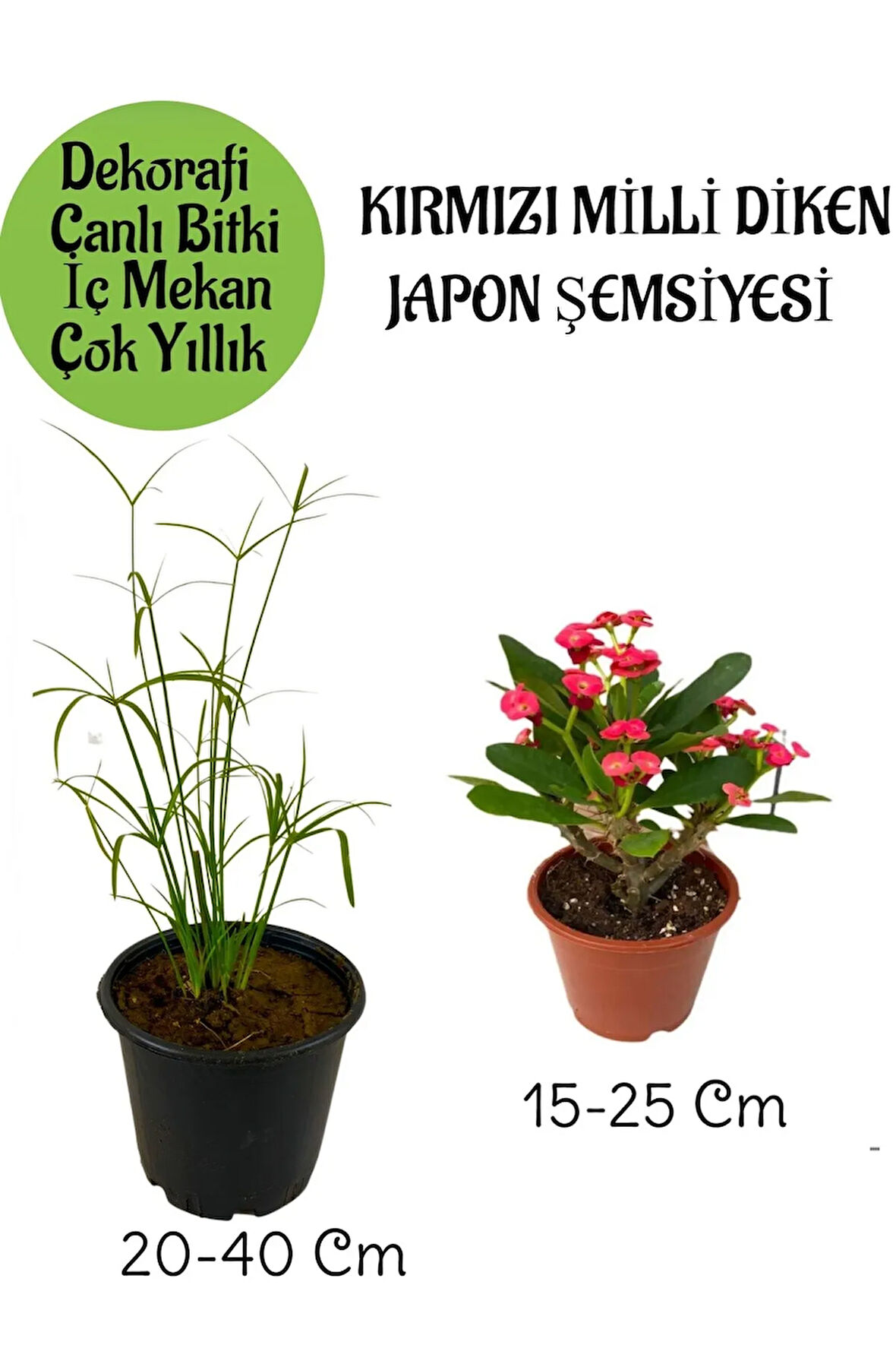 Japon Şemsiyesi 1 Adet Saksılı+Kırmızı Milii Dikenler Tacı1 Adet Saksılı Salon Bitkisi