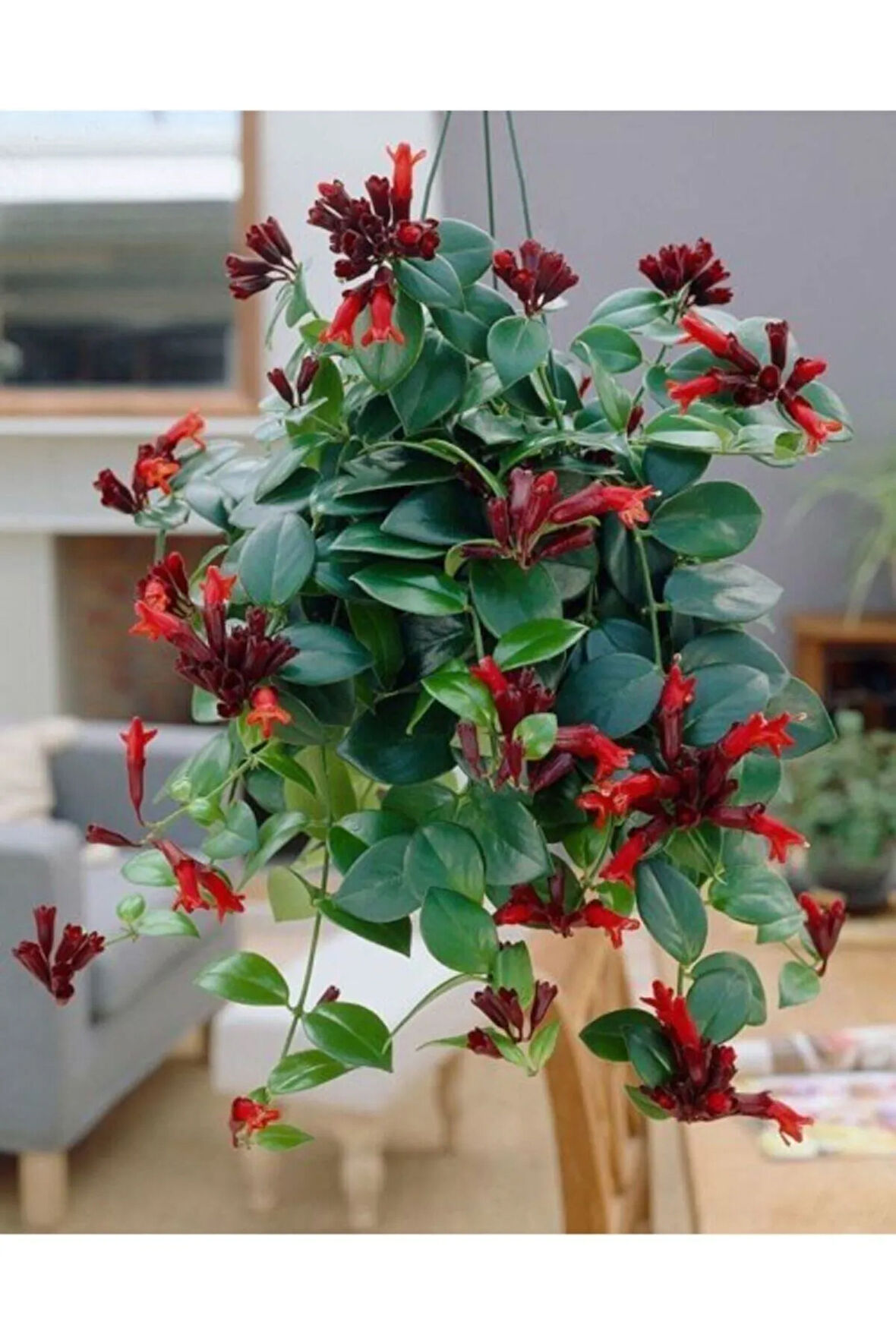 Kampanyalı Ruj Çiçeği Fidanı Askılı Saksı 40 Cm -60 Cm