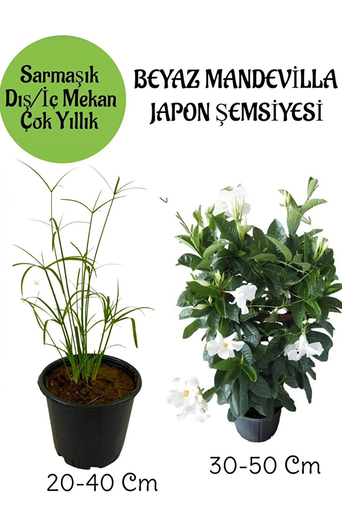 Japon Şemsiyesi 1 Adet Saksılı+Beyaz Mandevilla Çiçeği 1 Adet Saksılı Salon Seti