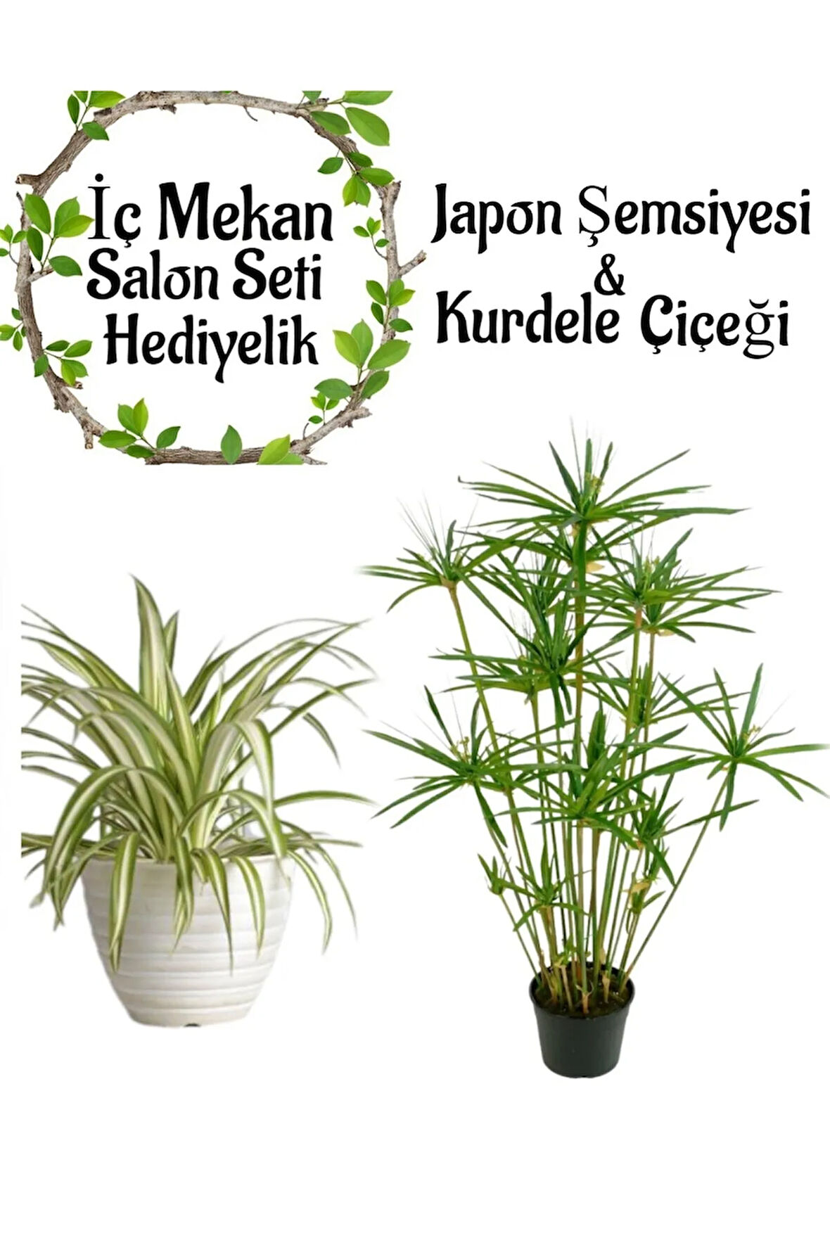 Japon Şemsiyesi (40-60cm)1 Adet Saksılı+Kurdele Çiçeği 1 Adet Saksılı Salon Seti