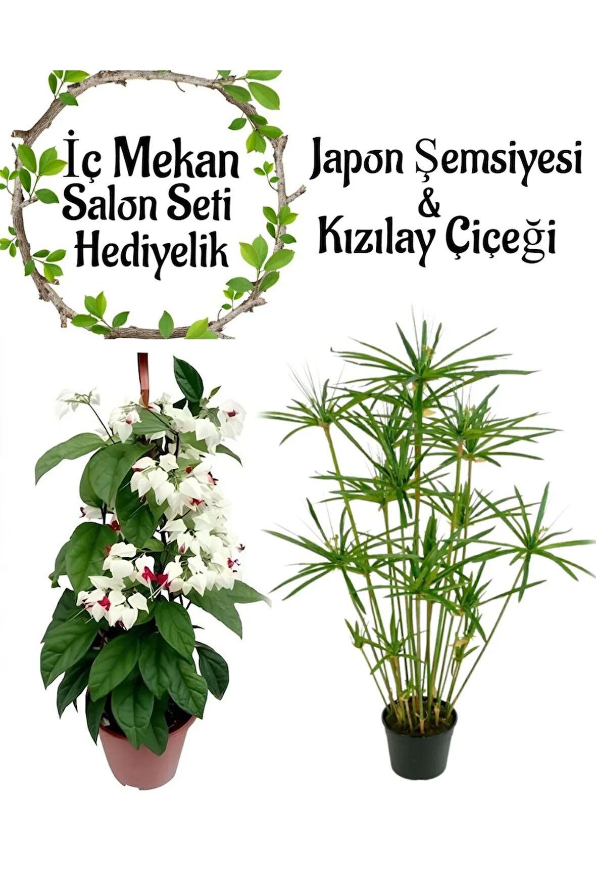 Japon Şemsiyesi (40-60cm)1 Adet Saksılı+Kızılay Çiçeği 1 Adet Saksılı Salon Seti