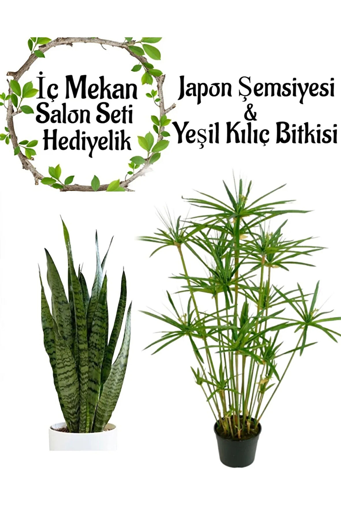 Japon Şemsiyesi(40-60)Cm 1 Adet Saksılı+Yeşil Kılıç Çiçeği(20-40cm)1 Adet Saksılı