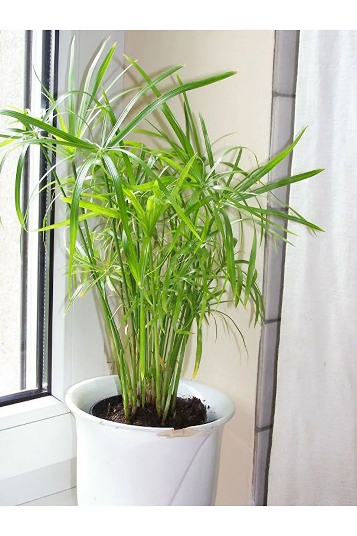 Salon Dekor Bitkisi Japon Şemsiyesi 1 Adet Saksıl (20-40)Cm (Cyperus Alternifolius)