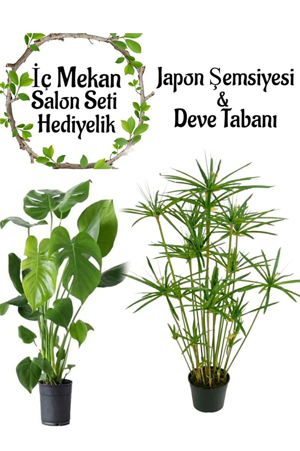 Japon Şemsiyesi(40-60)Cm 1 Adet Saksılı+Deve Tabanı Bitkisi (50-70cm)1 Adet Saksılı