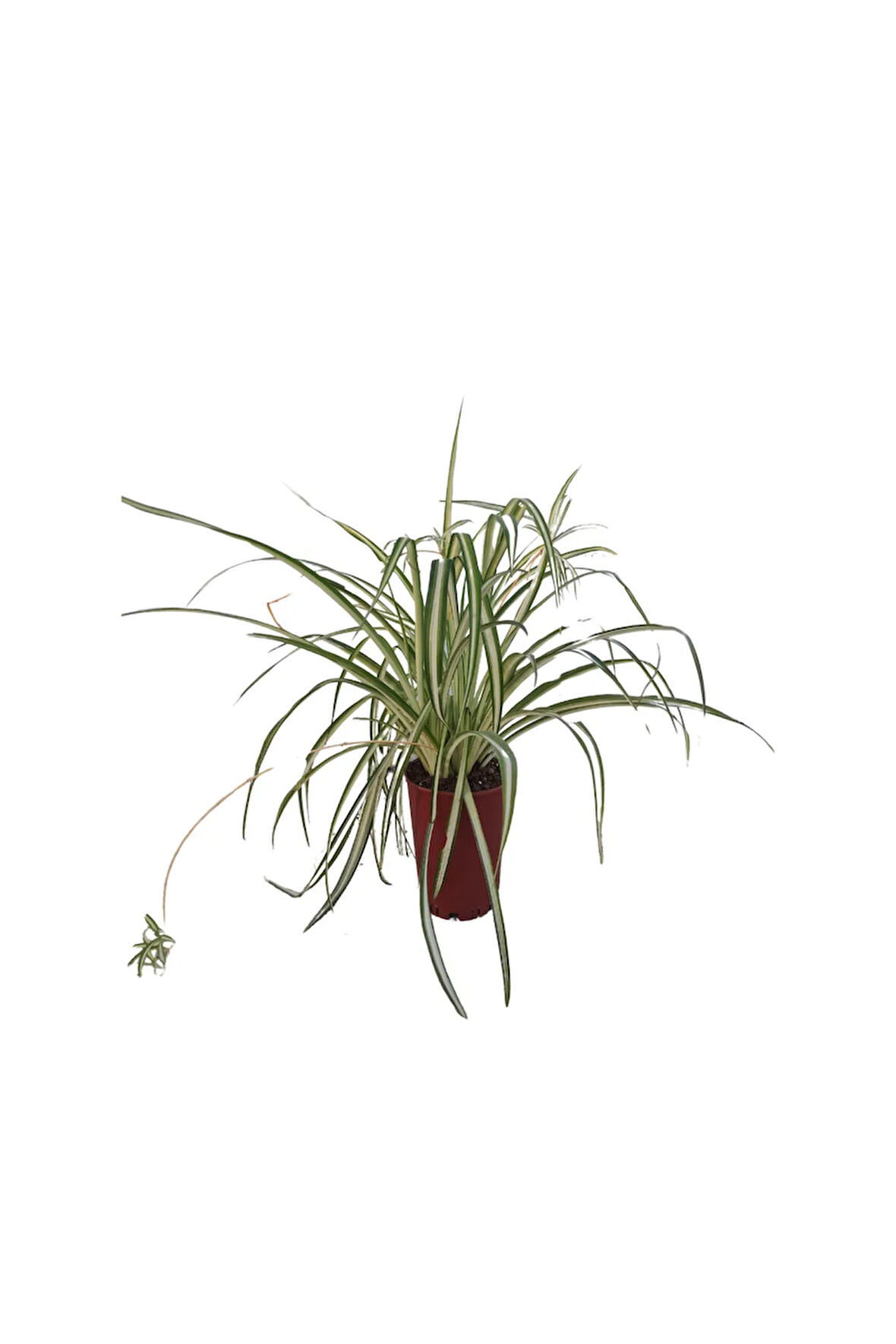 Kurdele Çiçeği (20-30 Cm)1 Adet Saksılı Dış/ İç Mekan Bitkisi