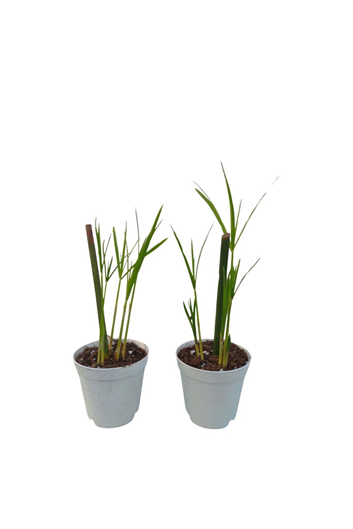 Mini Japon Şemsiyesi (5-10 Cm)2 Adet Saksılı Salon Bitkisi