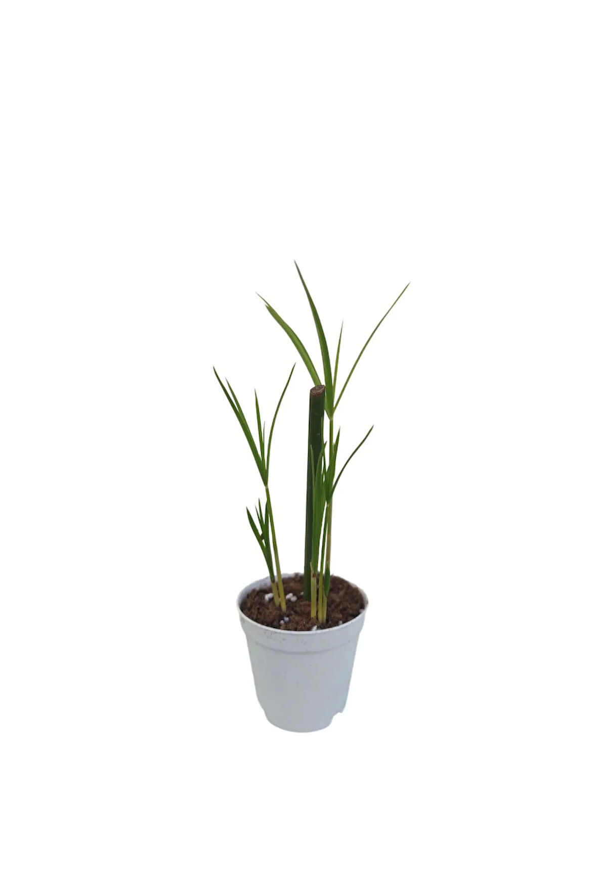 Thebestonline Mini Japon Şemsiyesi (5-10 CM)1 Adet Saksılı Salon Bitkisi