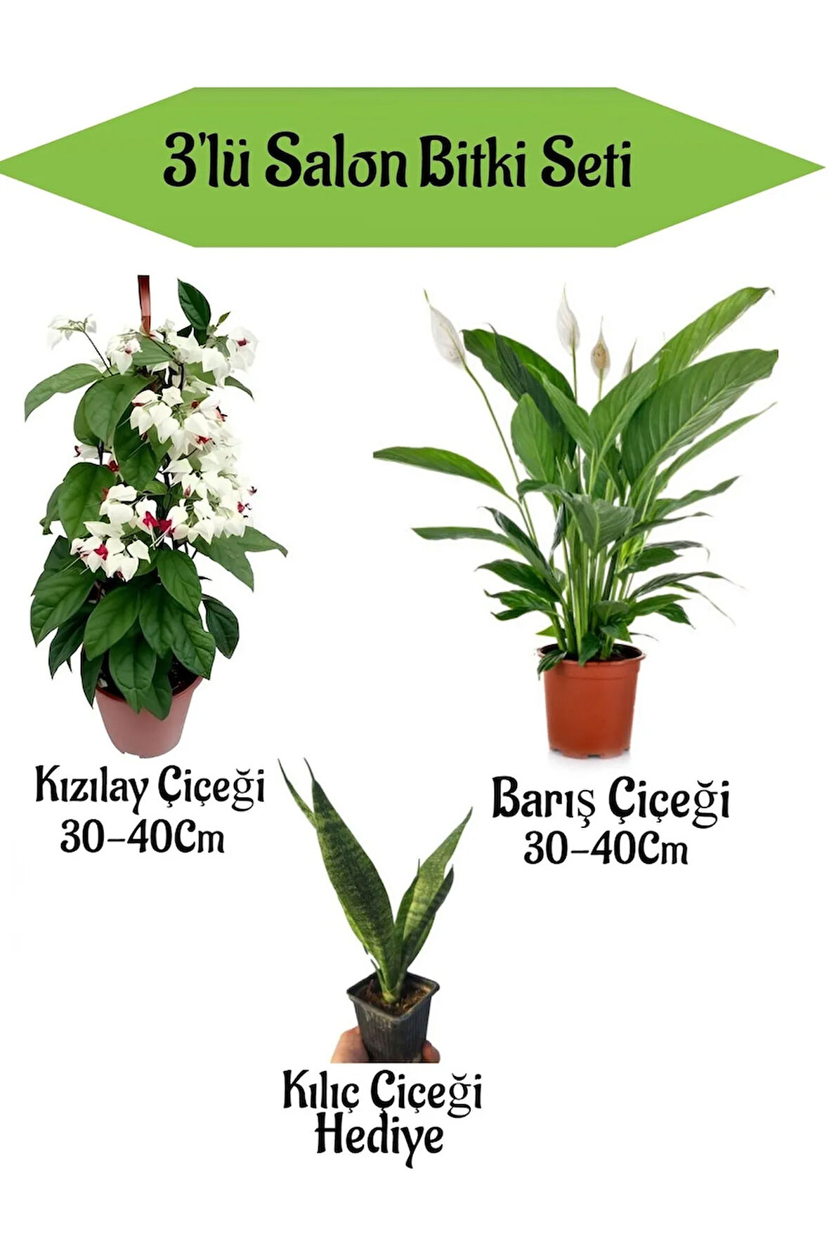 Kızılay Çiçeği+ Barış Çiçeği+ Hediyelik Kılıç Bitkisi