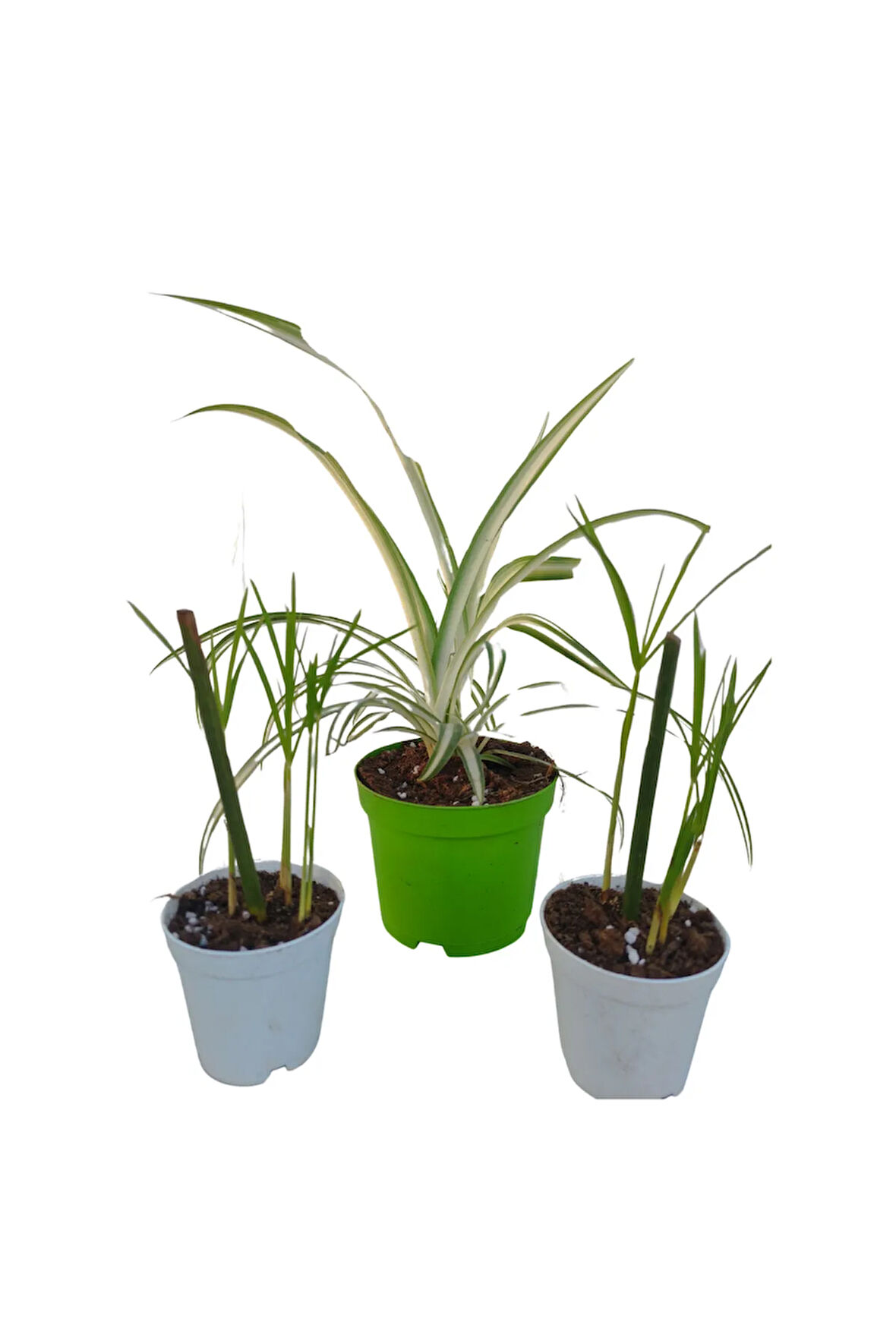 3'Lü Set 2 Adet Mini Japon Şemsiyesi+1 Adet Mini Kurdele Bitkisi (5-10 Cm)