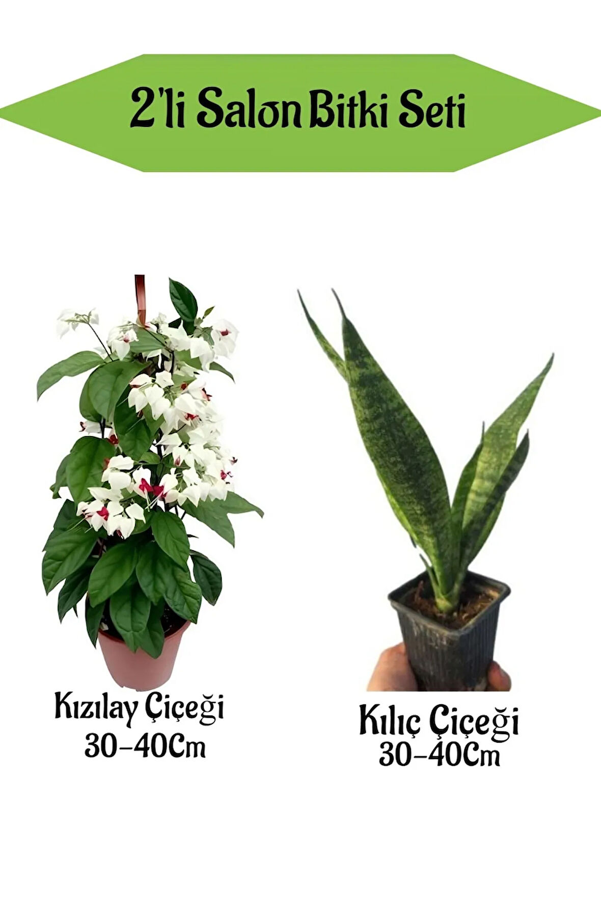 2' Li Set Kızılay Çiçeği+ Kılıç Bitkisi