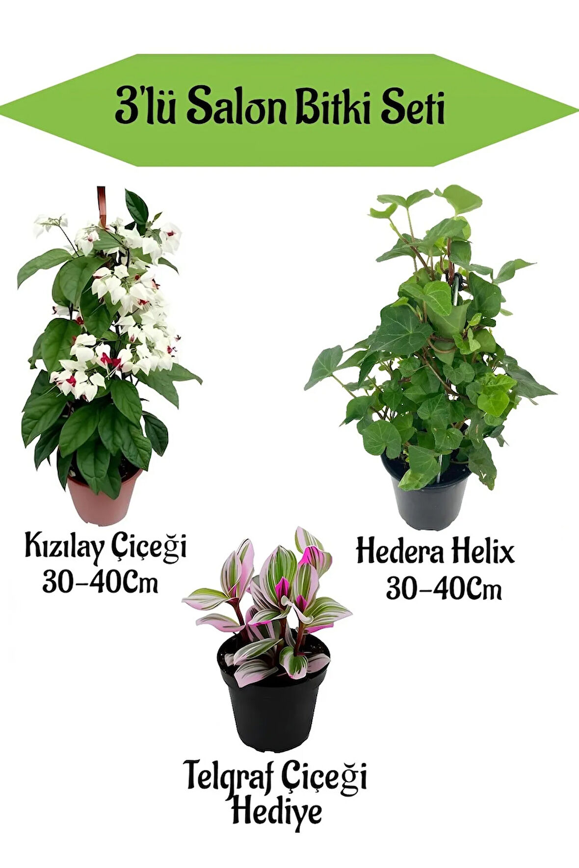 Kızılay Çiçeği+ Hedera Helix+ Hediyelik MiniTelgraf Çiçeği