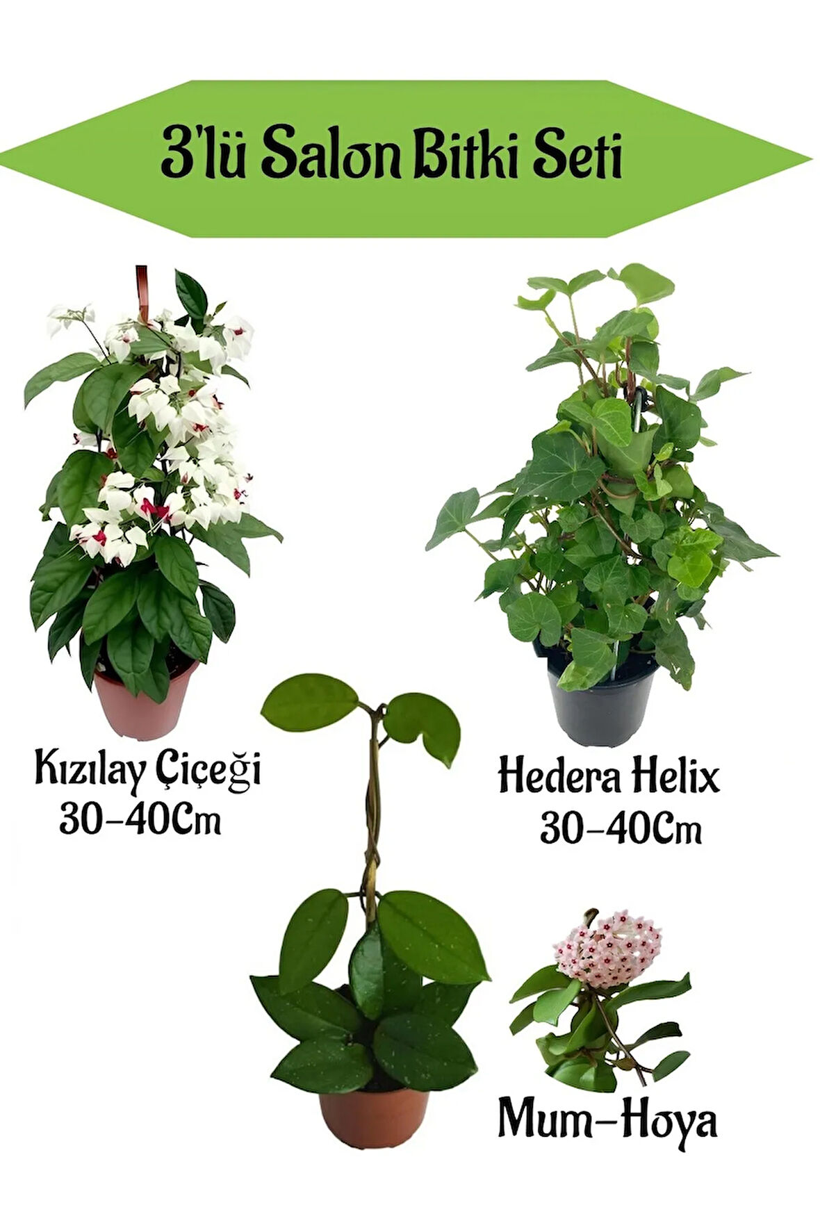 Kızılay Çiçeği+ Hedera Helix+ Mum Çiçeği