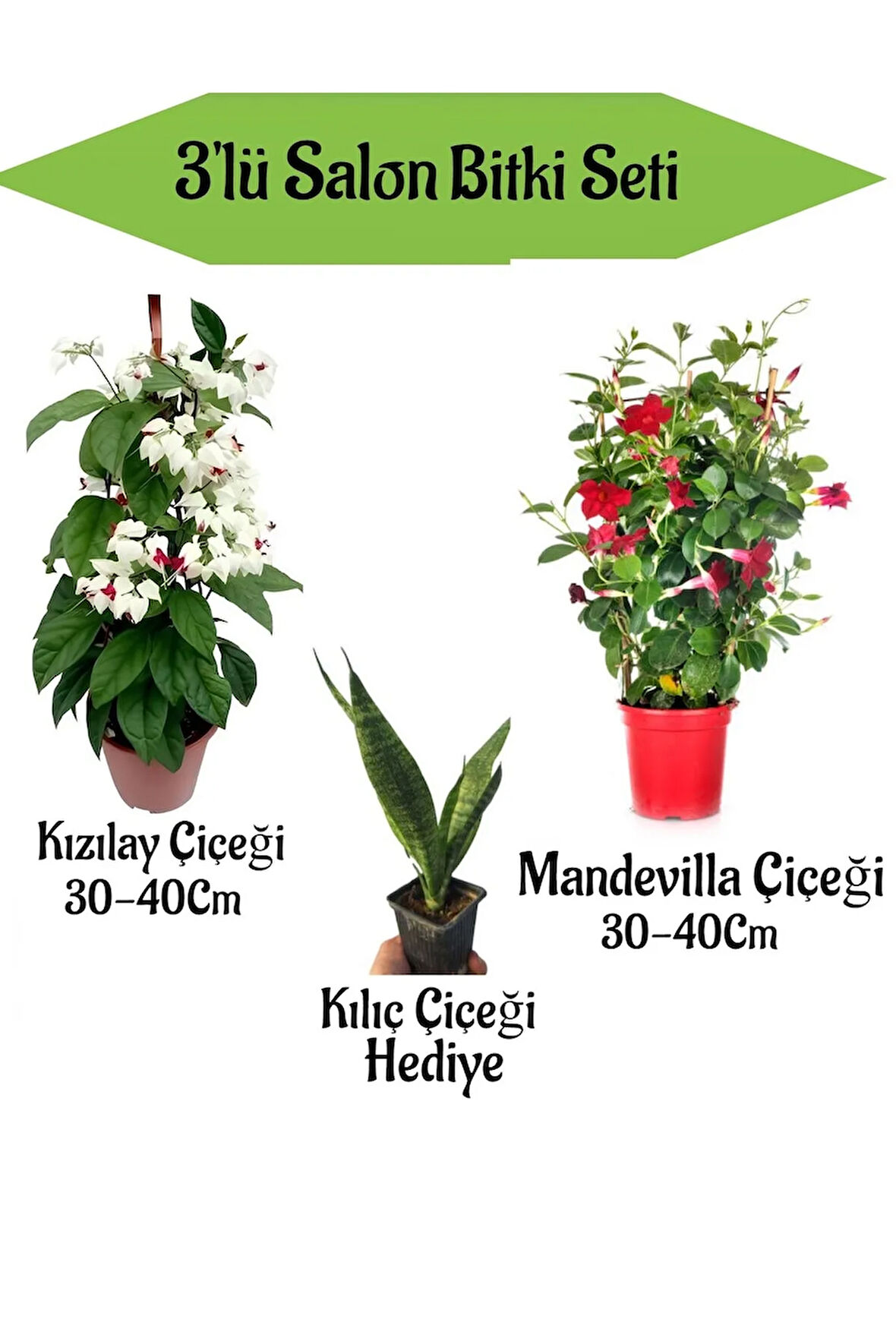 Kızılay Çiçeği+ Kırmızı Mandavilla Çiçeği+ Hediyelik Kılıç Bitkisi