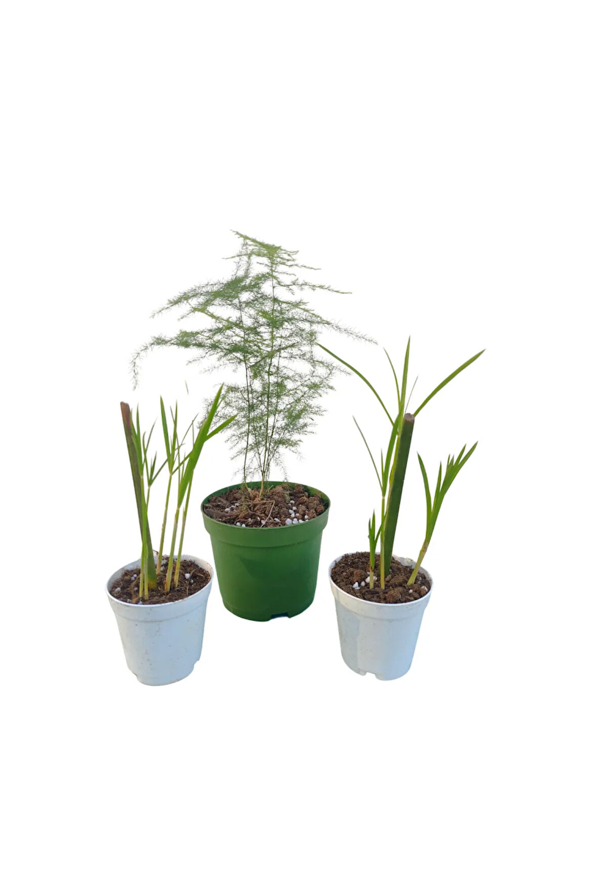 3'Lü Set 2 Adet Japon Şemsiyesi+ 1 Adet Tül (5-10 Cm) Salon Bitkisi