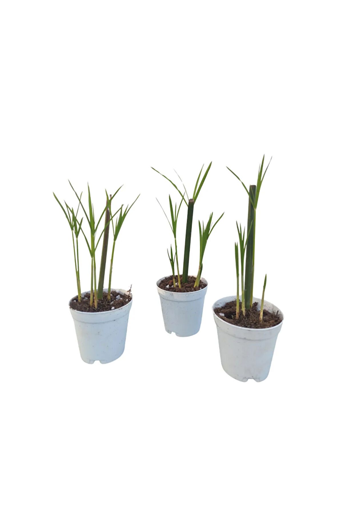 Mini Japon Şemsiyesi (5-10 Cm) 3 Adet Saksılı Salon Bitkisi