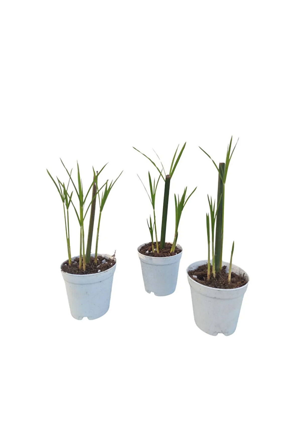 Thebestonline Mini Japon Şemsiyesi (5-10 CM) 3 Adet Saksılı Salon Bitkisi