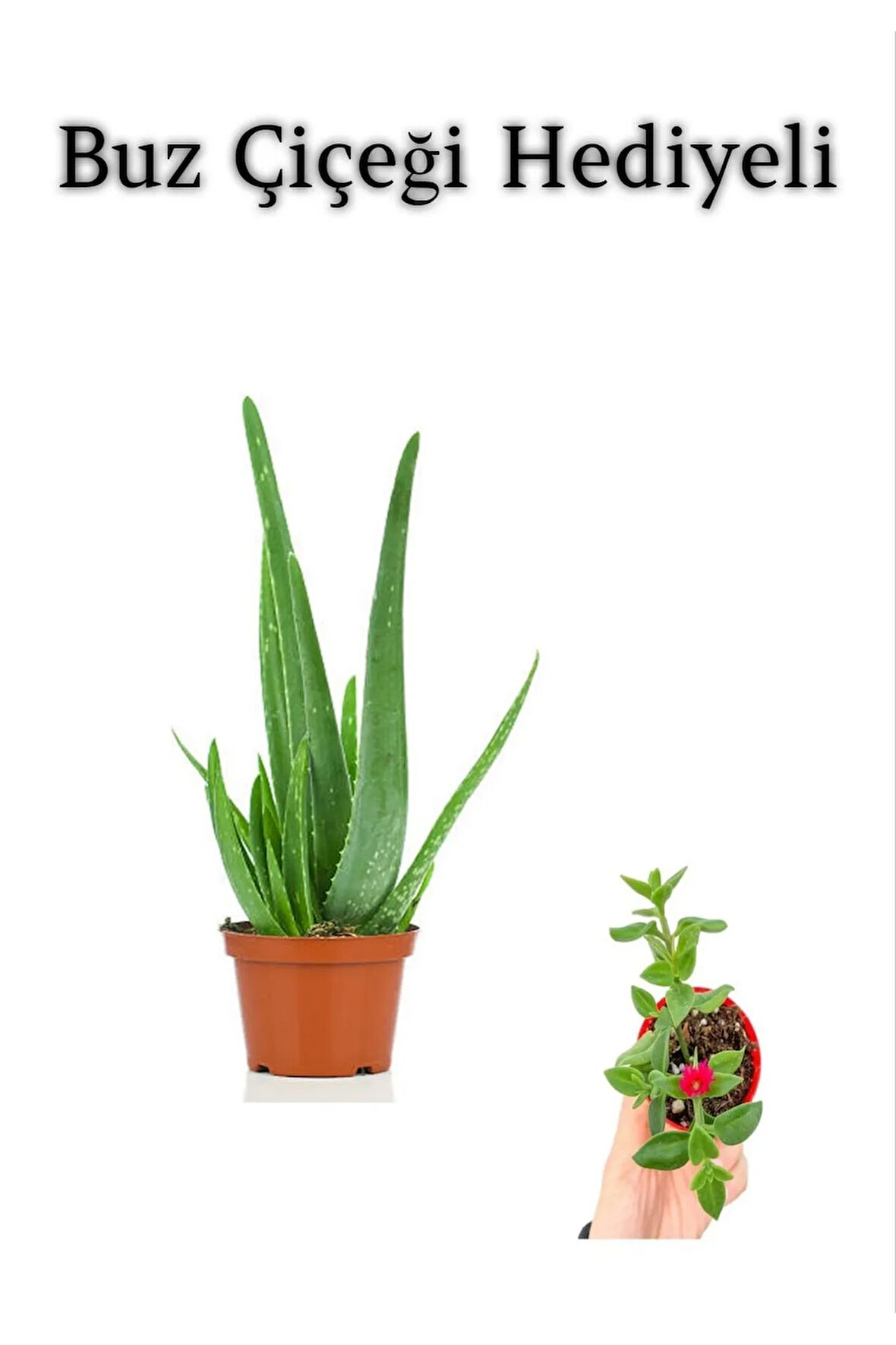 Parlak Dolgun Formlu Aleovera Bitkisi Sevgililer Gününe Özel BUZ ÇİÇEĞİ HEDİYELİ