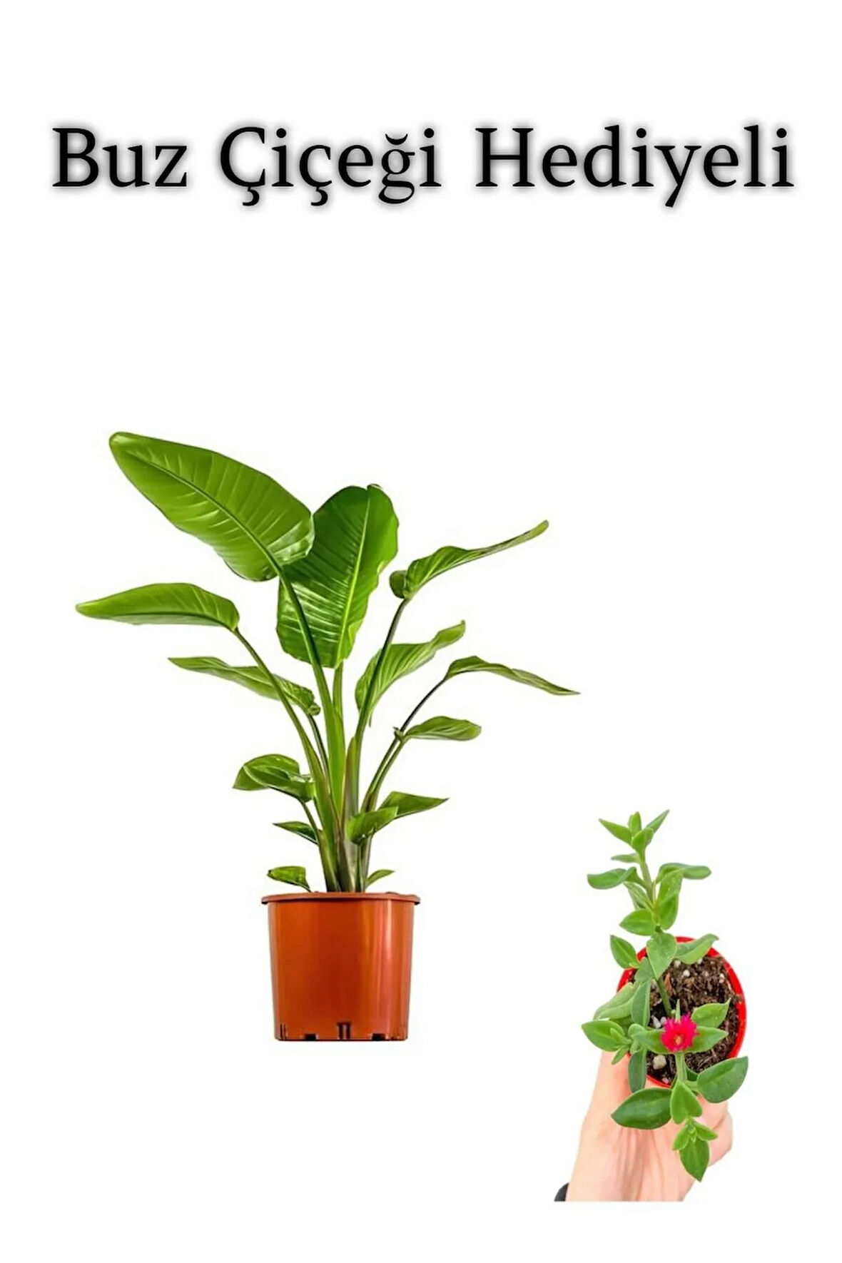 Hediyelik Starliçe Cennet Çiçeği Bitkisi Sevgililer Gününe Özel BUZ ÇİÇEĞİ HEDİYELİ