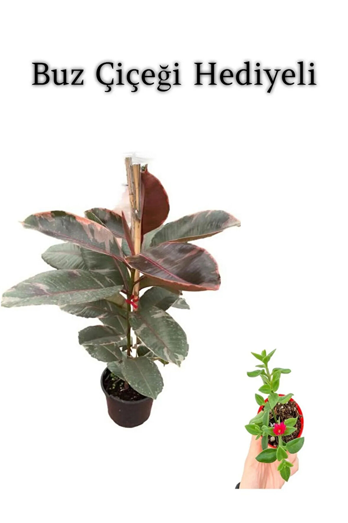 Avantajlı Pembe Renk Alacalı Kauçuk Bitkisi (50 60 CM) Sevgililer Gününe Özel Buz Çiçeği