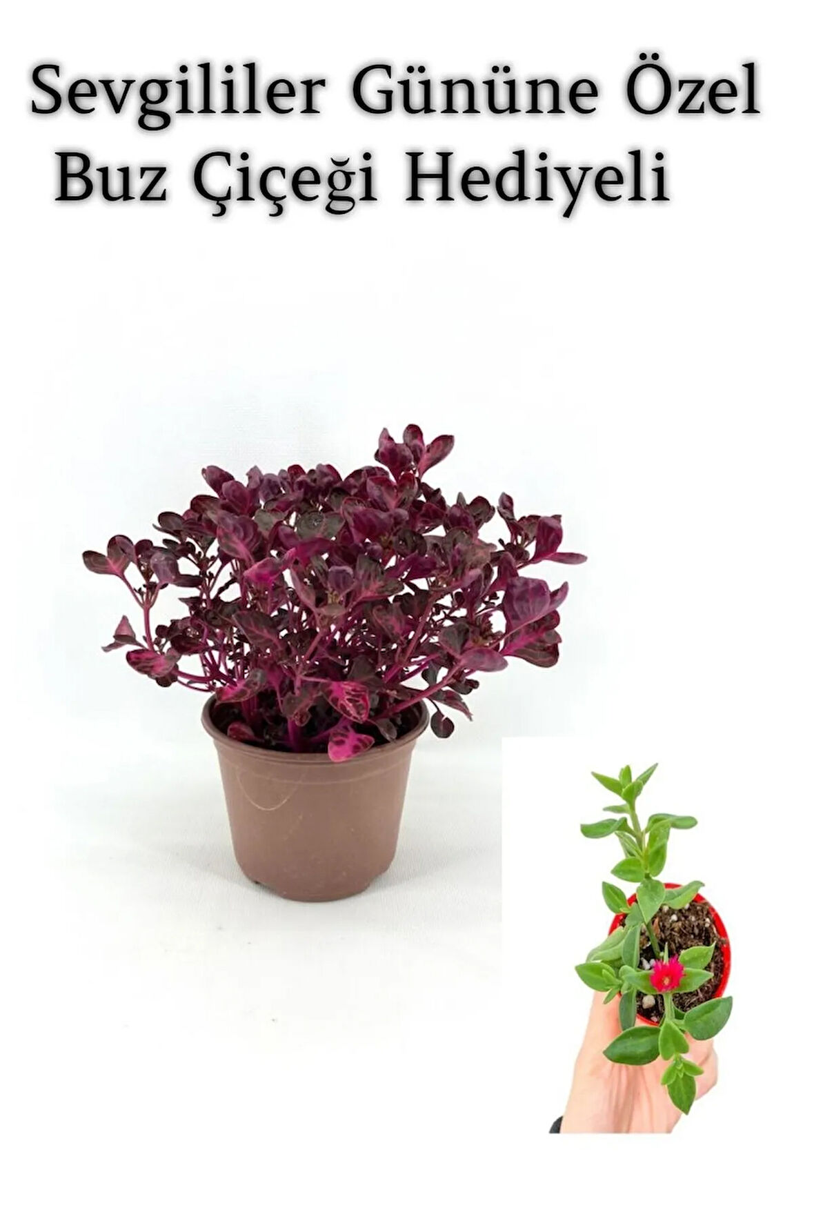 Kadınlar Gününe Özel Çingene Şalvarı|iresine Herbtis Bitkisi Buz Çiçeği Hediyeli