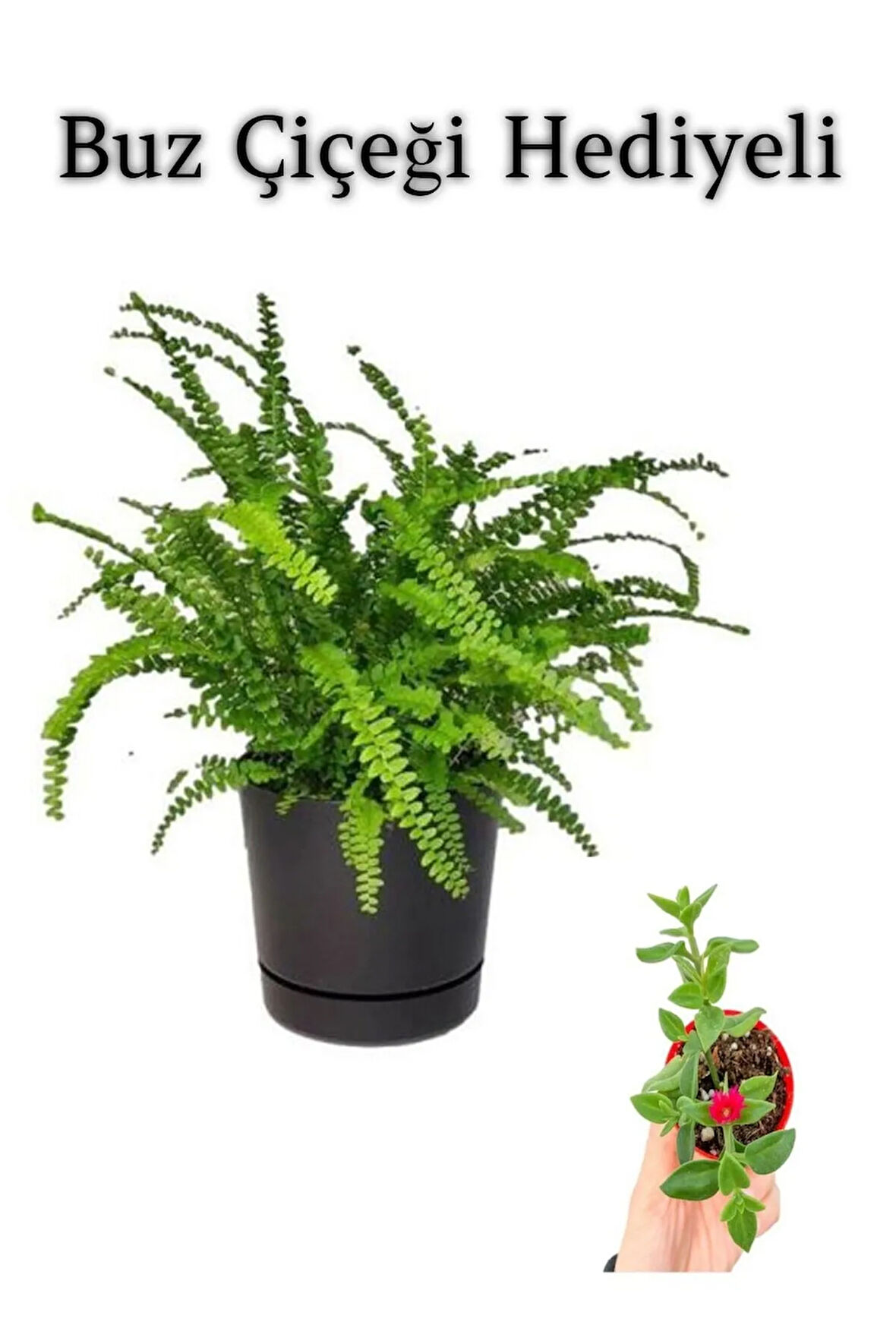 Hediyelik Aşk Merdiveni Çiçeği Sevgililer Gününe Özel BUZ ÇİÇEĞİ HEDİYELİ