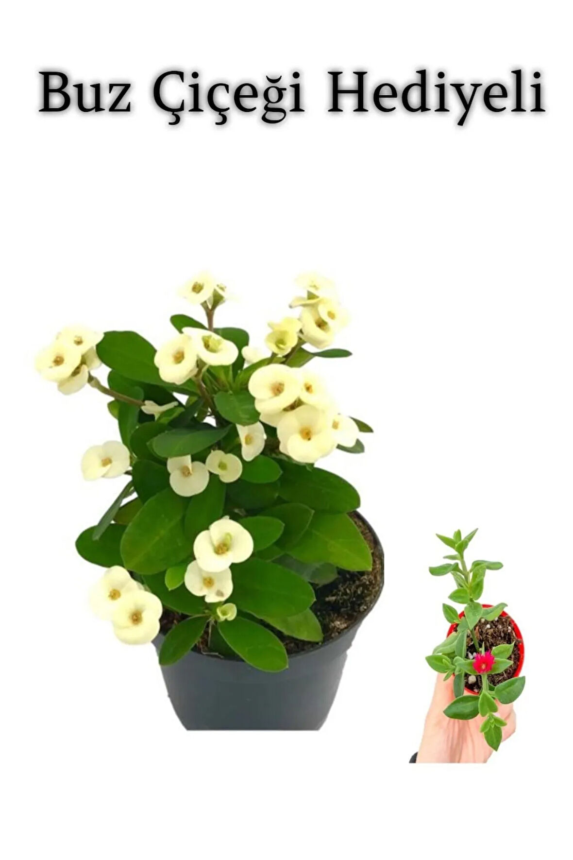 Beyaz Çiçekli Kaktüs Milli Dikenler Tacı Sevgililer Gününe Özel BUZ ÇİÇEĞİ HEDİYELİ