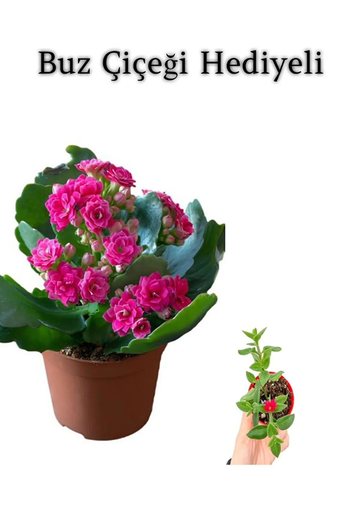 Kadınlar Gününe Özel Pembe Renk Kalanşo-emel Hanım Buz Çiçeği Hediyeli