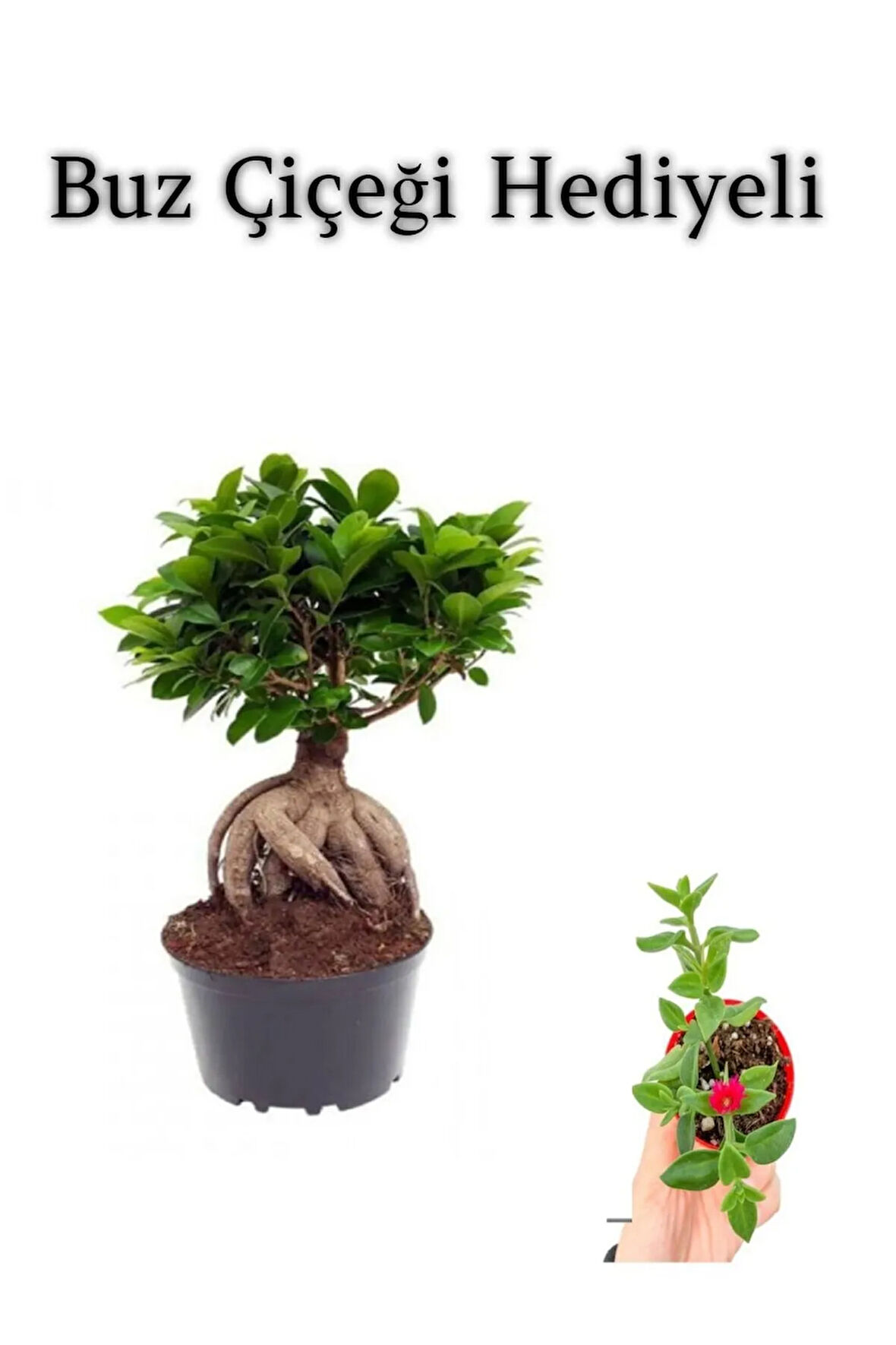 Hediyelik Bonsai Bitkisi Sevgililer Gününe Özel BUZ ÇİÇEĞİ HEDİYELİ