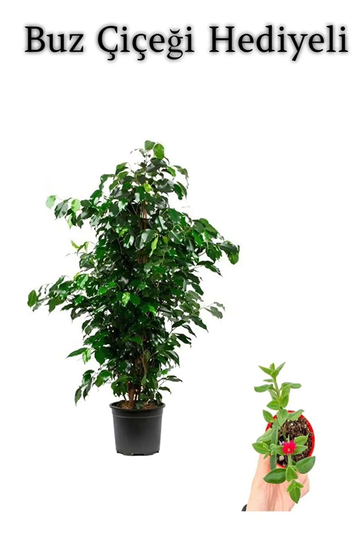 Hediyelik Yeşil Renk Benjamin Bitkisi Sevgililer Gününe Özel BUZ ÇİÇEĞİ