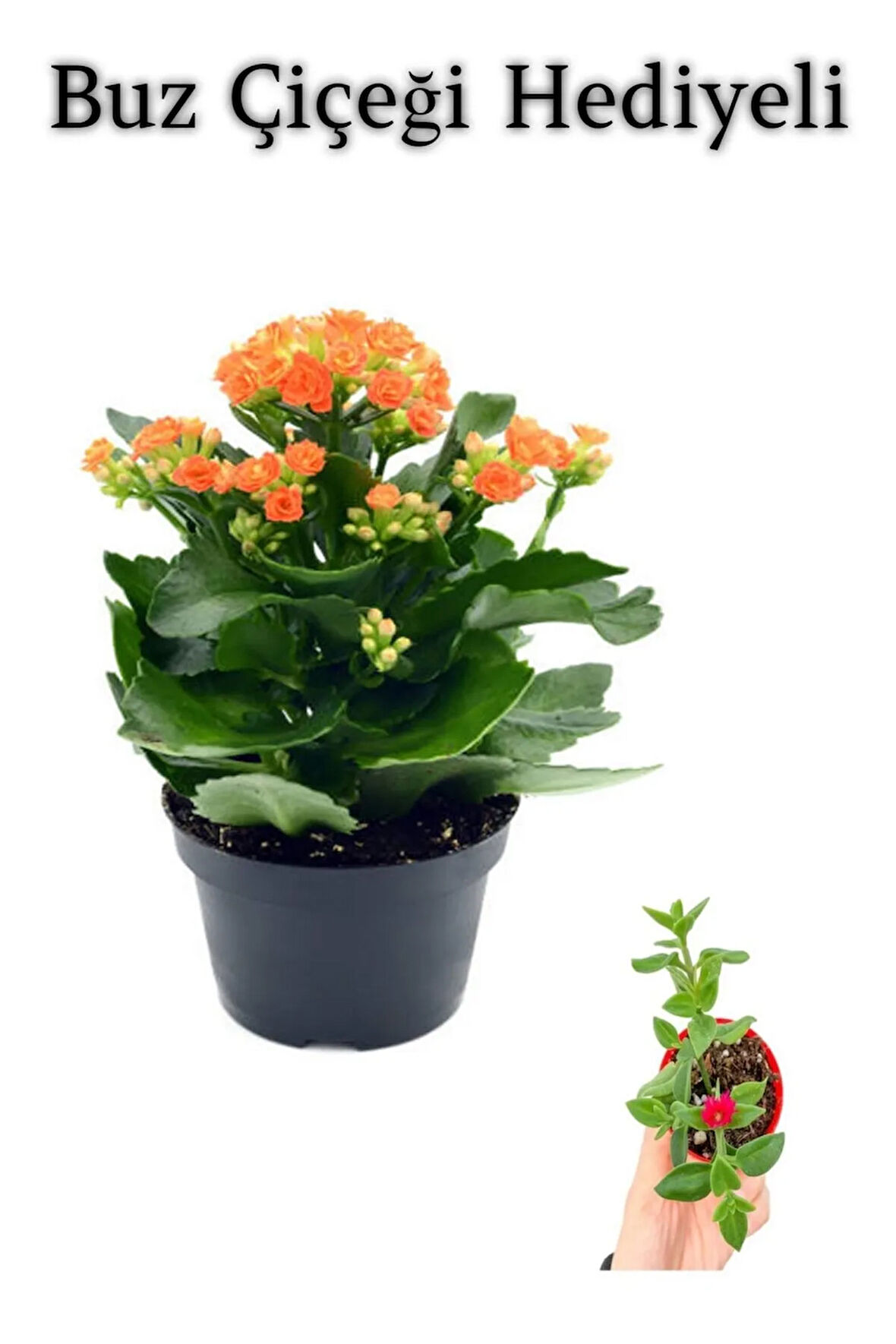 Sevgililer Gününe Özel Turuncu Renk Kalanşo-Emel Hanım Çiçeği BUZ ÇİÇEĞİ HEDİYELİ