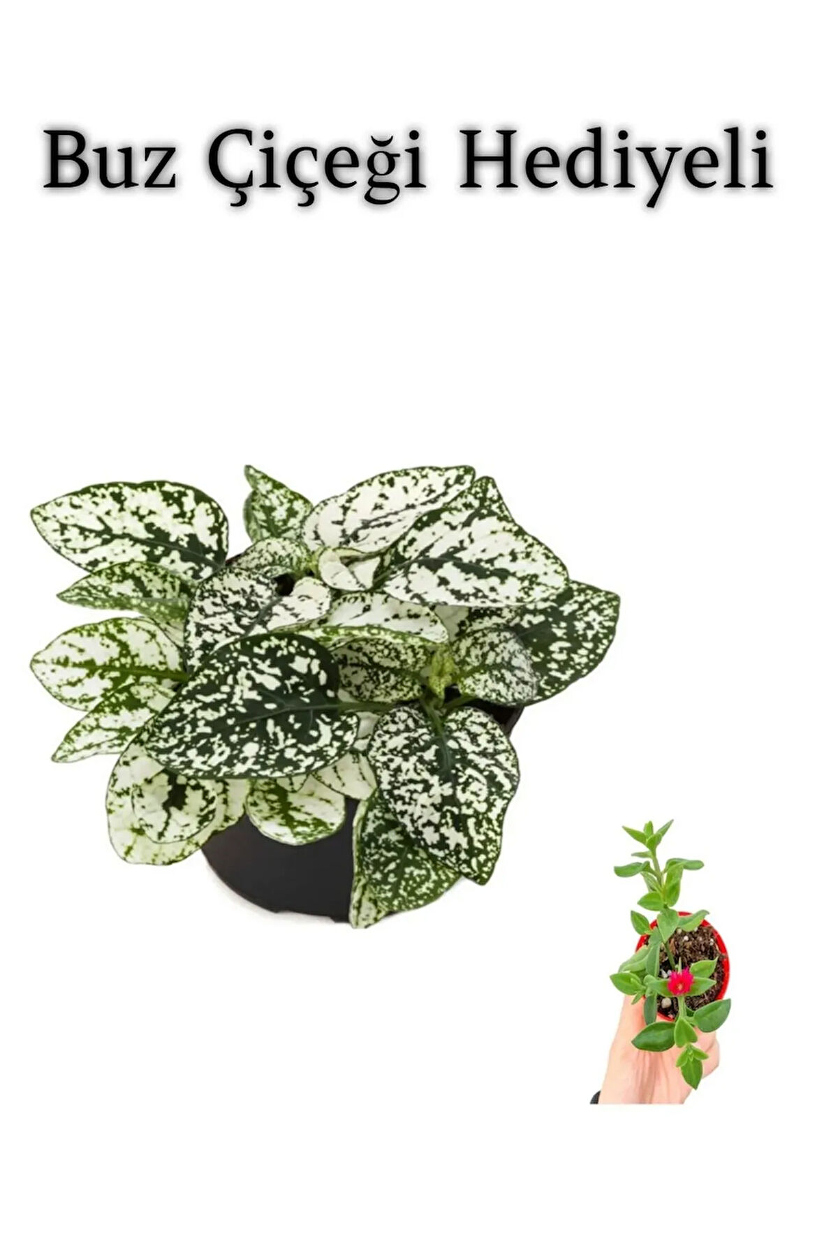 Beyaz Renk Zarif Yapraklı Hostes Çiçeği Sevgililer Gününe Özel BUZ ÇİÇEĞİ HEDİYELİ