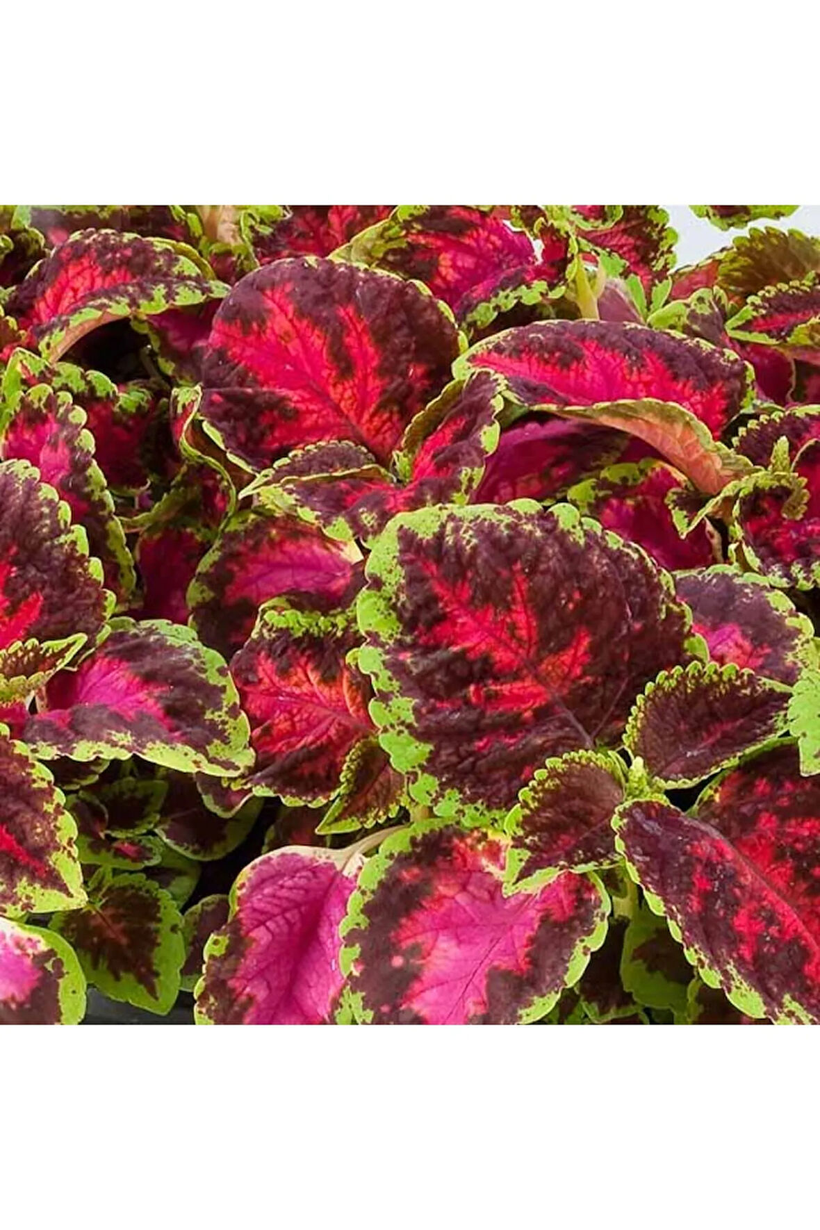 Yaprak Güzeli – Kolyos Çiçeği 10 Adet