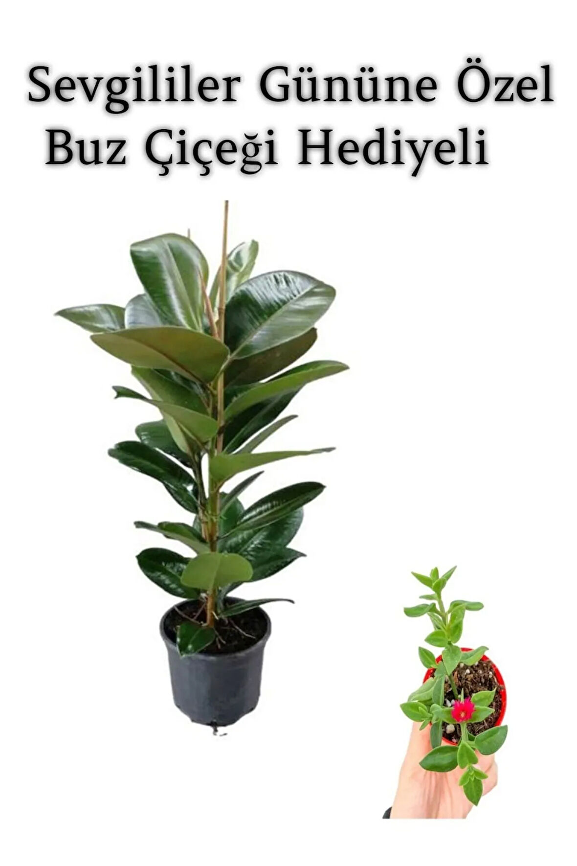 Parlak Canlı Yapraklı Kauçuk Bitkisi Sevgililer Gününe Özel BUZ ÇİÇEĞİ HEDİYELİ