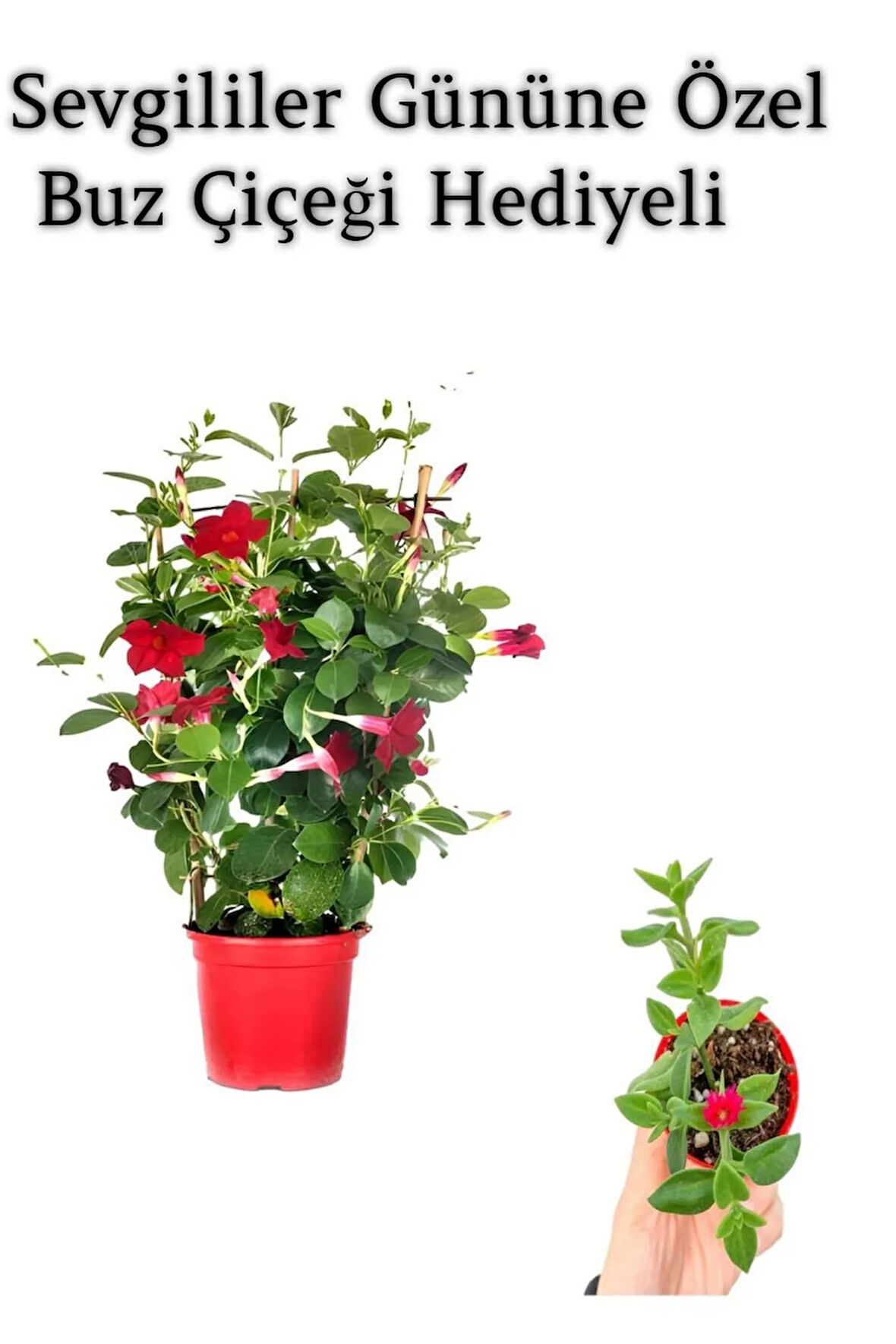 Kokulu Kırmızı Mandevilla Sarmaşığı Sevgililer Gününe Özel BUZ ÇİÇEĞİ HEDİYELİ