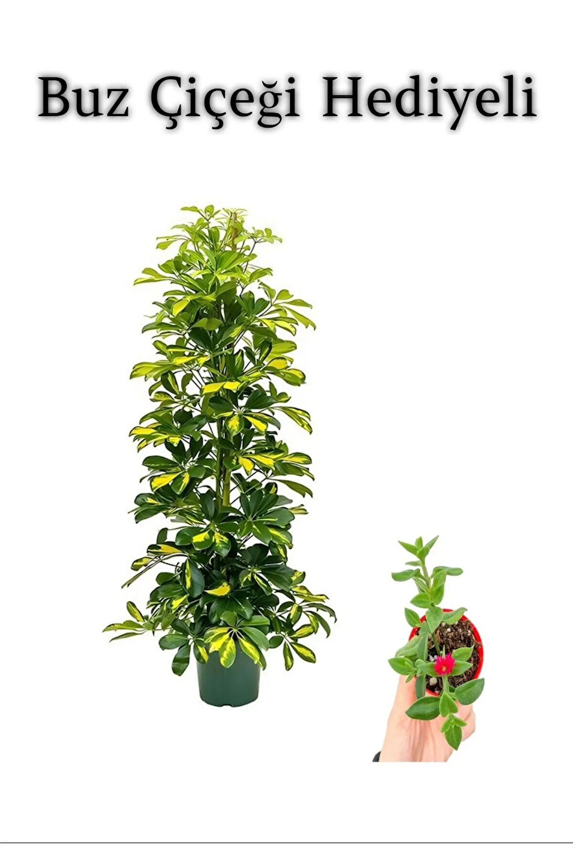 Hediyelik Sarı Alacalı Şeflera Bitkisi Sevgililer Gününe Özel BUZ ÇİÇEĞİ HEDİYELİ