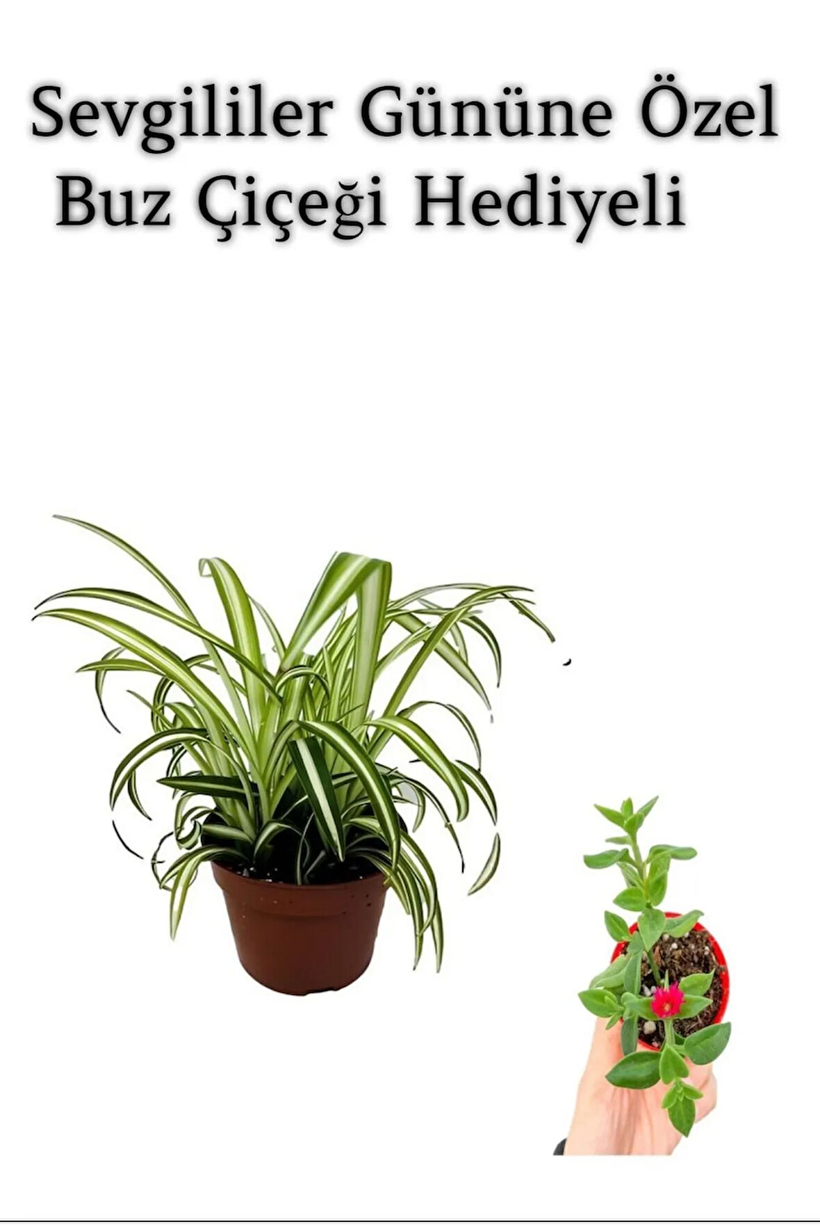 Sarı Yeşil Yapraklı Kurdele Çiçeği Sevgililer Gününe Özel BUZ ÇİÇEĞİ HEDİYELİ