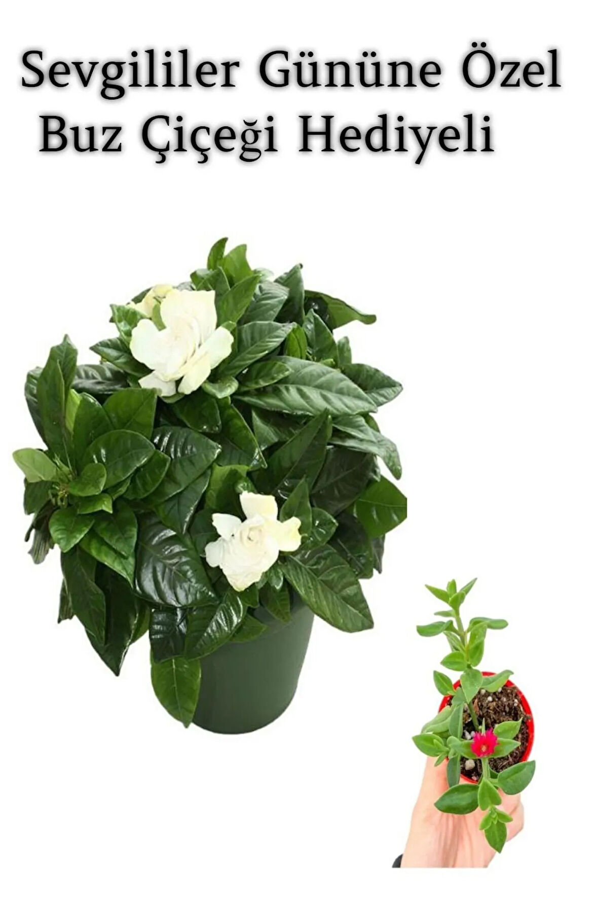 Yoğun Mis Kokulu Gardenya Çiçeği Sevgililer Gününe Özel BUZ ÇİÇEĞİ HEDİYELİ