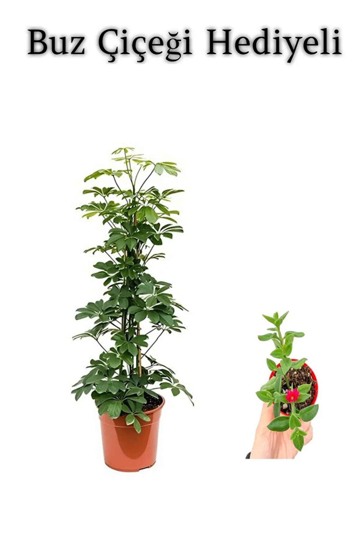 Hediyelik Yeşil Şeflera Bitkisi Sevgililer Gününe Özel BUZ ÇİÇEĞİ HEDİYELİ