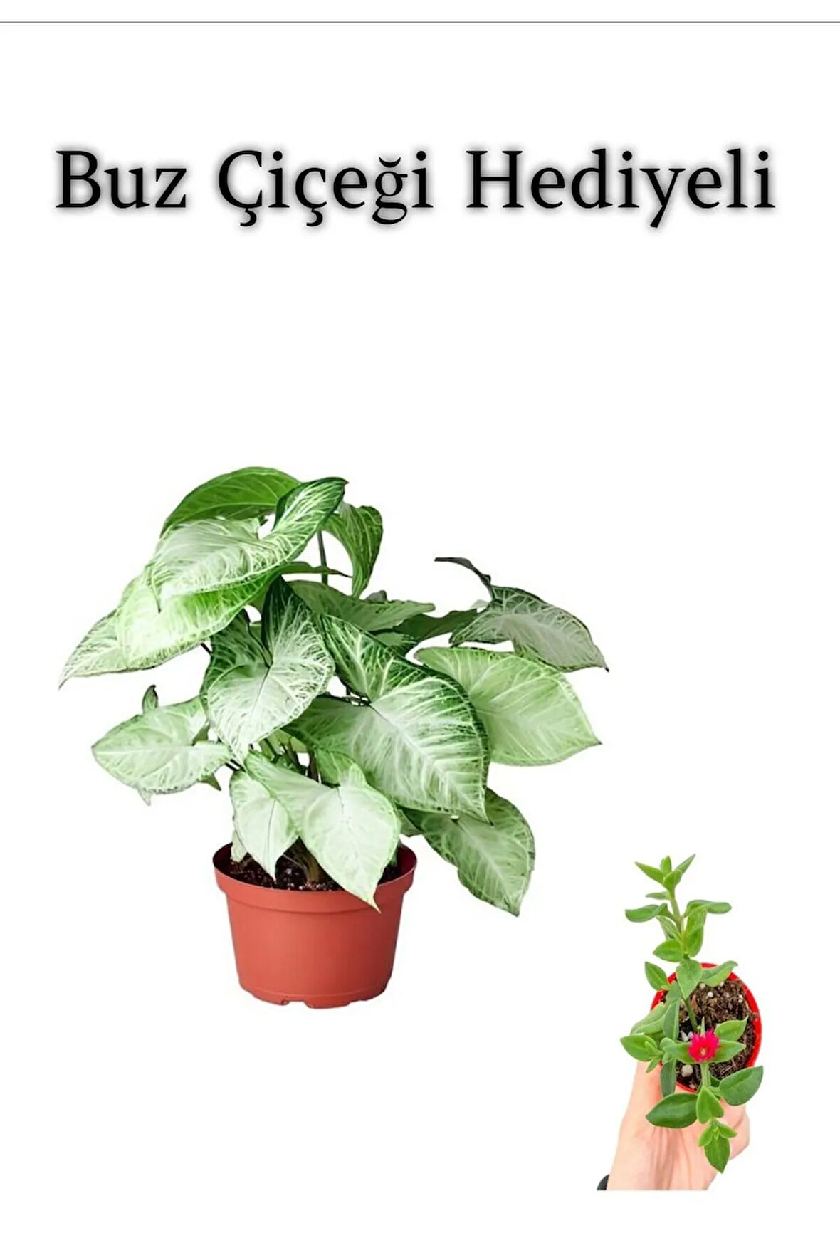 Kadınlar Günü Hediyesi Zarif Yapraklı Melek Kanadı Bitkisi Buz Çiçeği Hediyeli