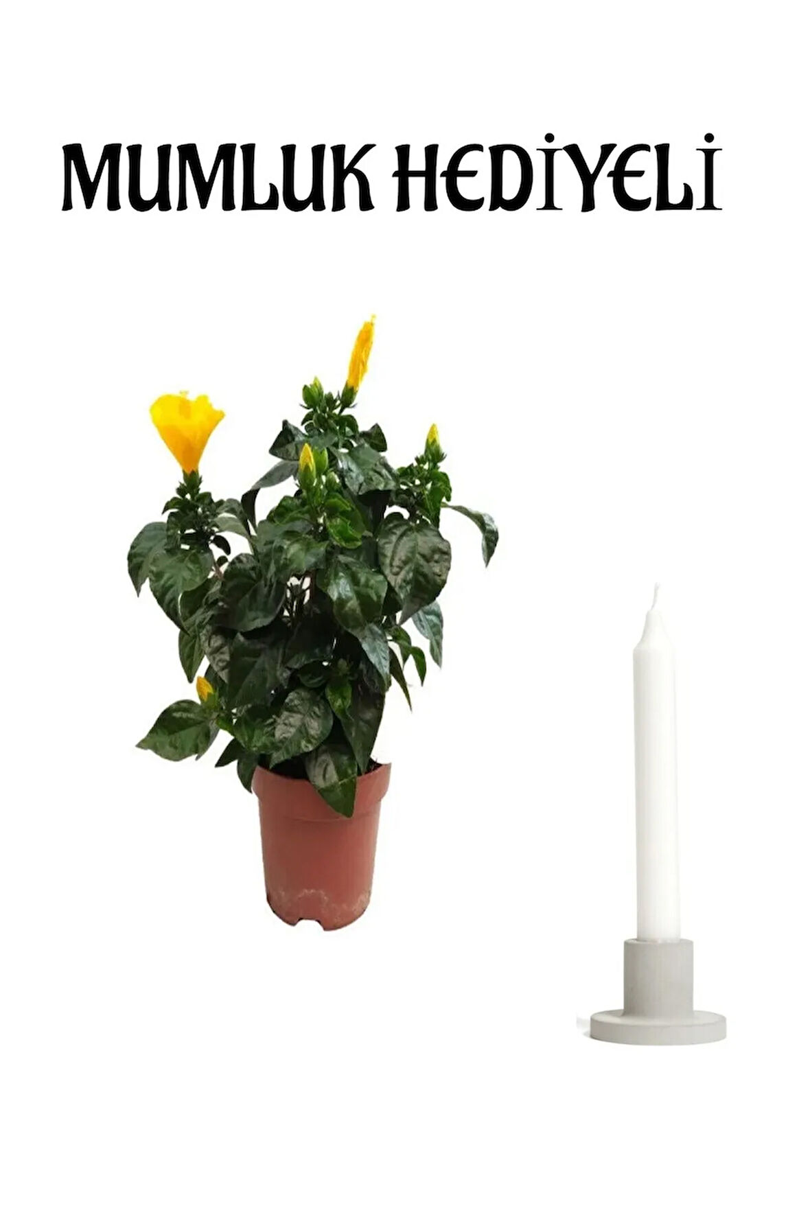 Çok Avantajlı Sevgililer Gününe Özel Sarı Renk Japon Gülü(Hibiscus Rosa) Mumluk HEDİYELİ