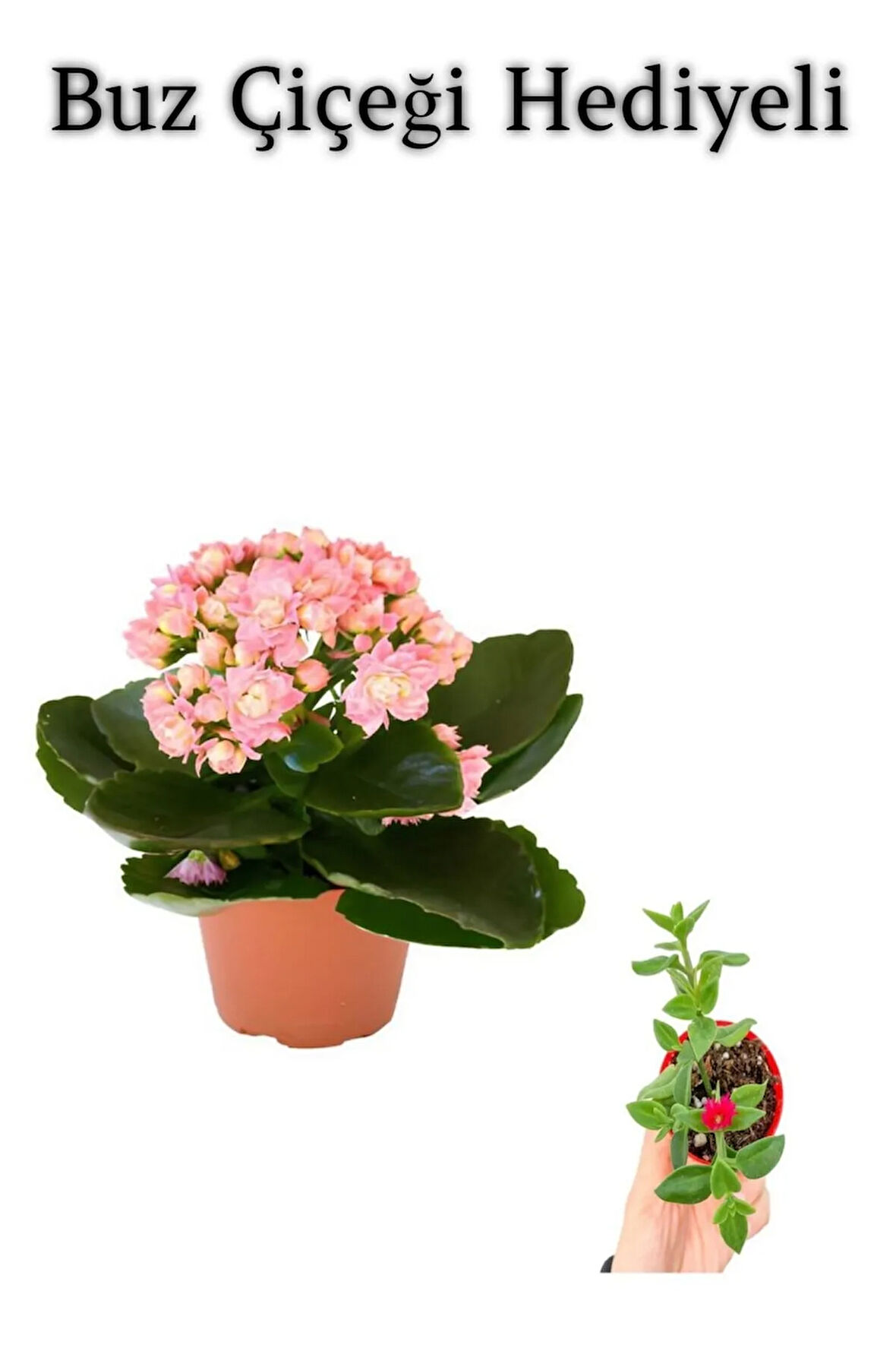 Sevgililer Gününe Özel Açık Pembe Kalanşo-emel Hanım Buz Çiçeği Hediyeli