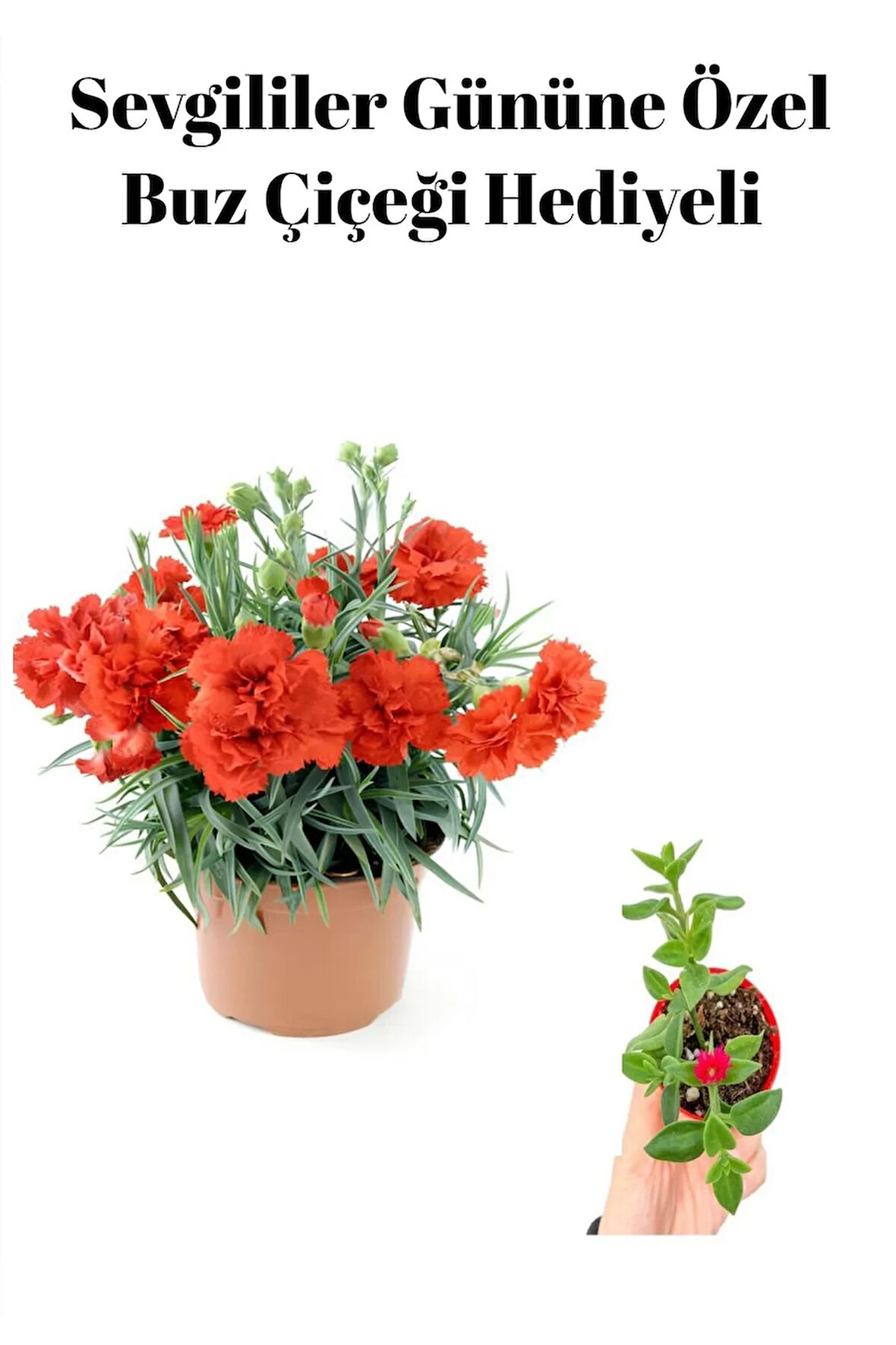 Kadınlar Gününe Özel Kırmızı Renk Kokulu Karanfil Çiçeği Buz Çiçeği Hediyeli