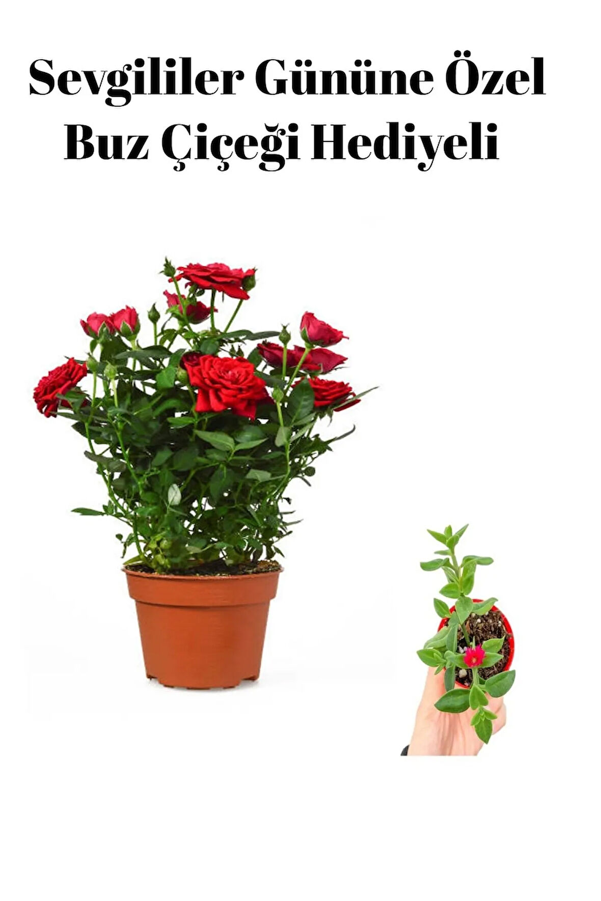 Öğretmenler Gününe Özel Kırmızı Renk Bodur Gül Fidanı Buz Çiçeği Hediyeli