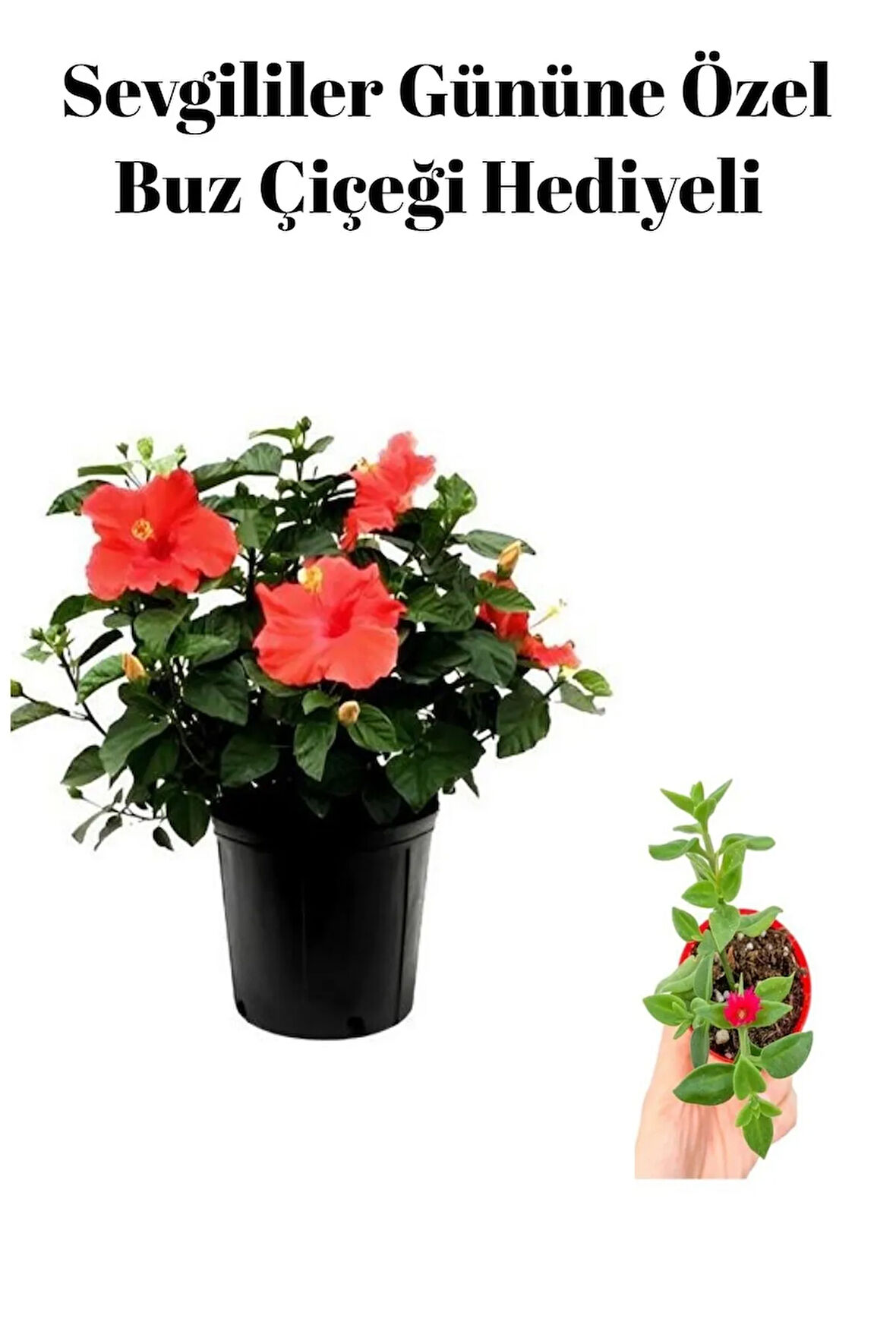 Kadınlar Gününe Özel Hediyelik Kırmızı Japon Gülü Çiçeği Buz Çiçeği Hediyeli