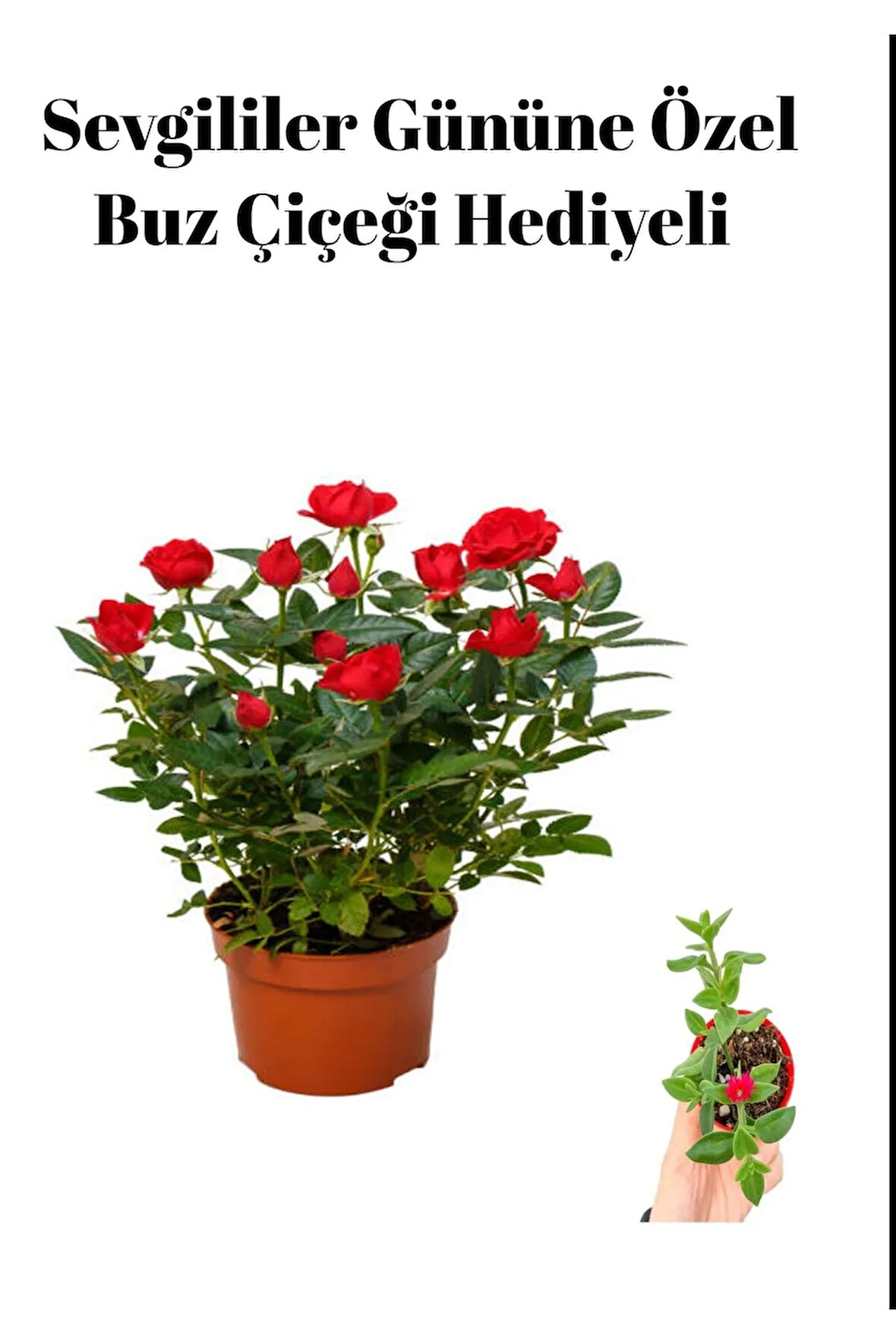 Kadınlar Gününe Özel Kırmızı Renk Gül Fidanı Buz Çiçeği Hediyeli