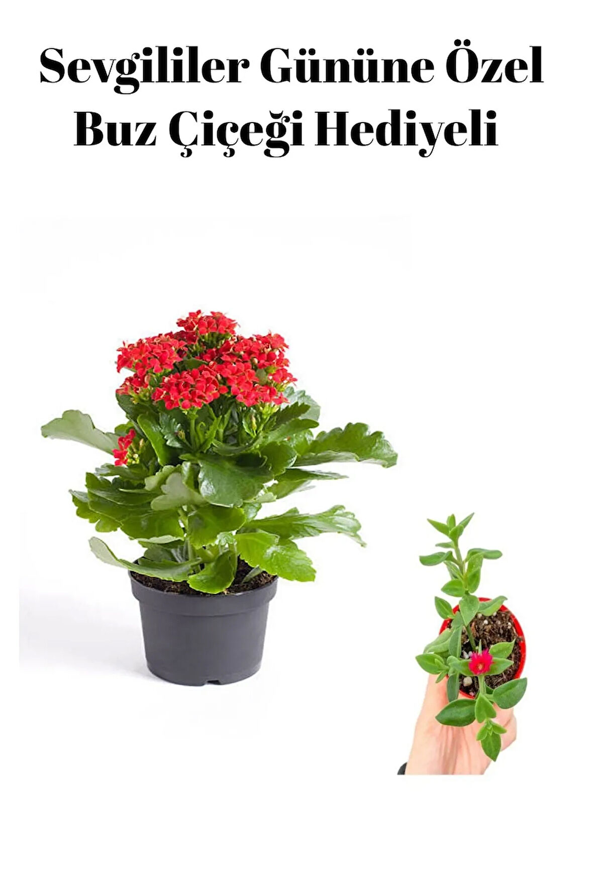 Kadınlar Gününe Özel Kırmızı Renk Kalanşo Çiçeği Buz Çiçeği