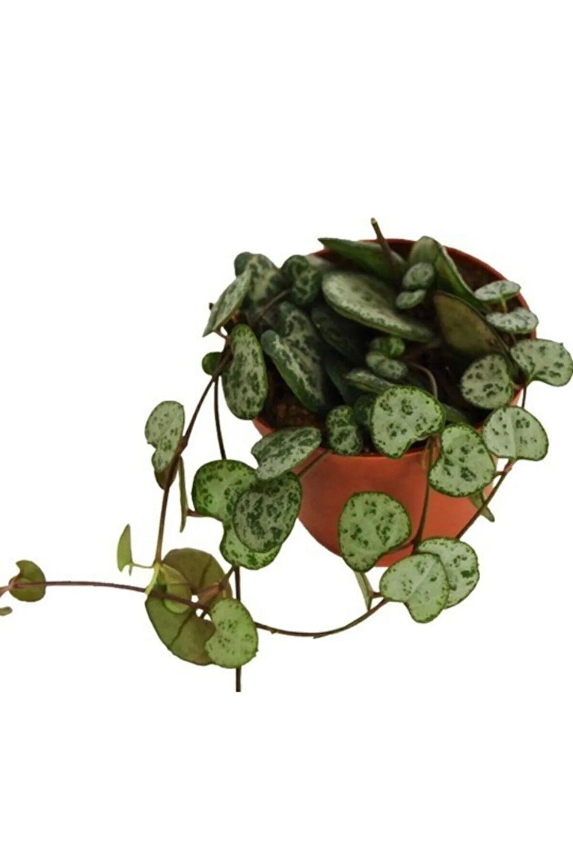 Çok Avantajlı Kalp Kalbe Karşı Çiçeği Ceropegia Woodii Ev Ofis Bitkisi 8.5.cm Saksıda