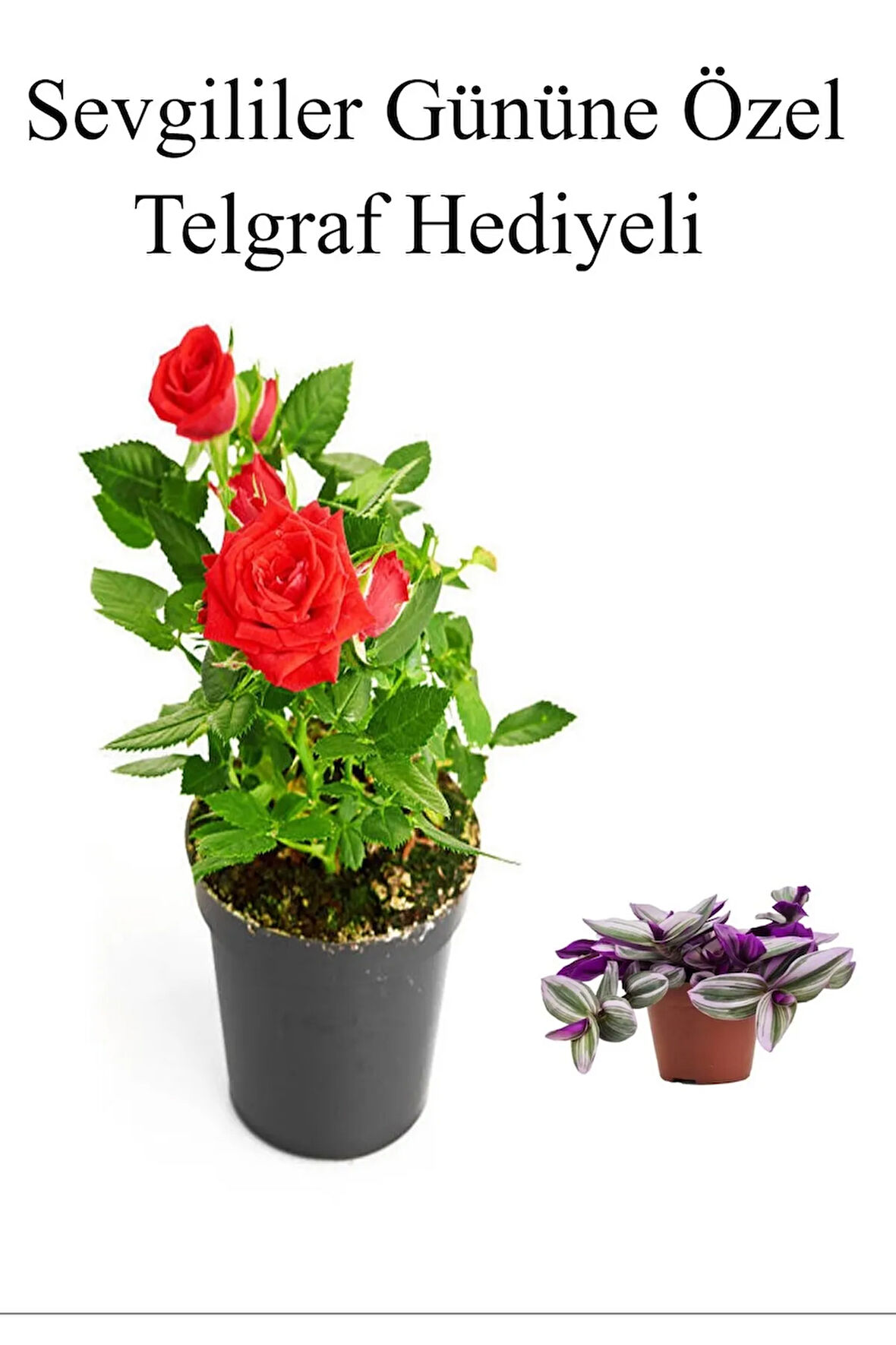 Kadınlar Gününe Özel Hediyelik Kırmızı Renk Gül Fidanı Telgraf Hediyeli