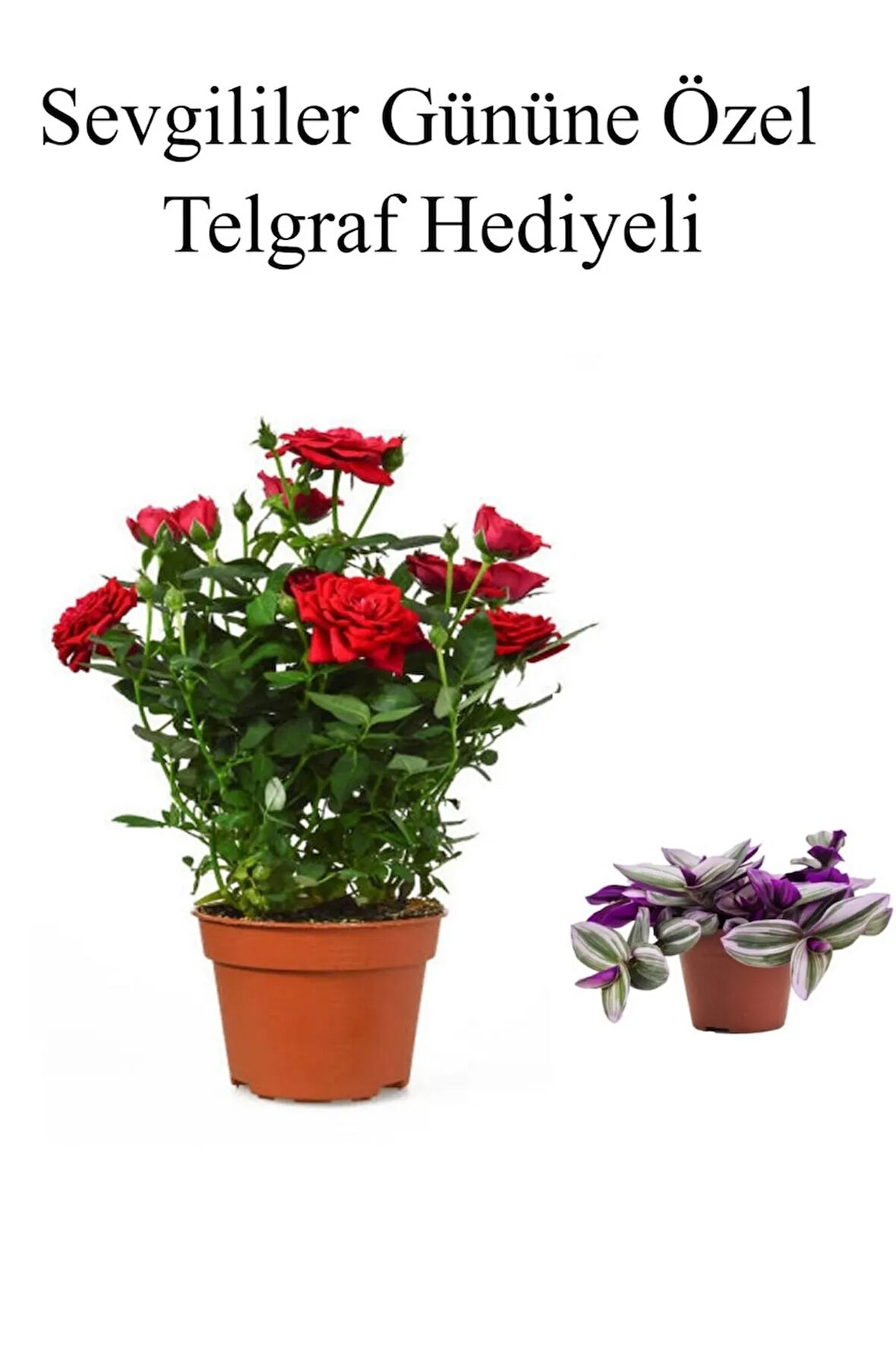 Öğretmenler Gününe Özel Kırmızı Renk Gül Fidanı Telgraf Hediyeli